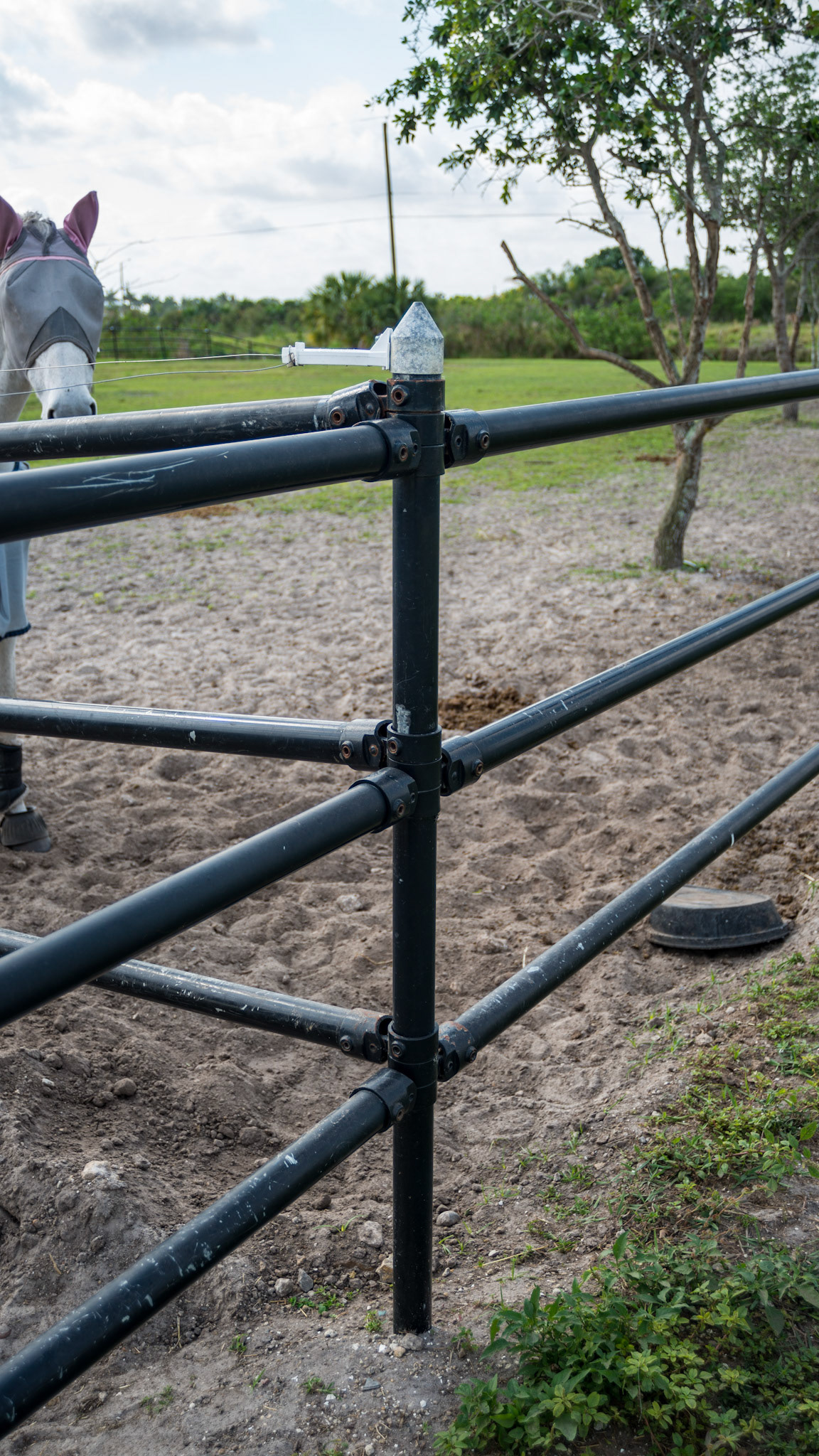 Pipe fencing is used on this FL farm - very unusual for this area.