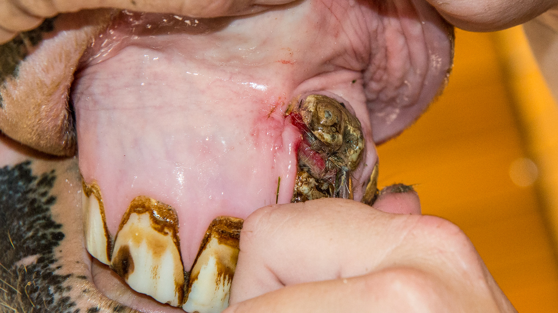 Incisor tumor - This is the same incisor tumor as seen in the previous pictures but taken 18 months later. It is still not a problem for the horse. Hay is being packed under a ledge of tarter despite the cleaning efforts of the owner with brushing.  The underlying inflamed tissue is painful to the touch.The overlying ledge of tarter has been removed to gain more access for cleaning.