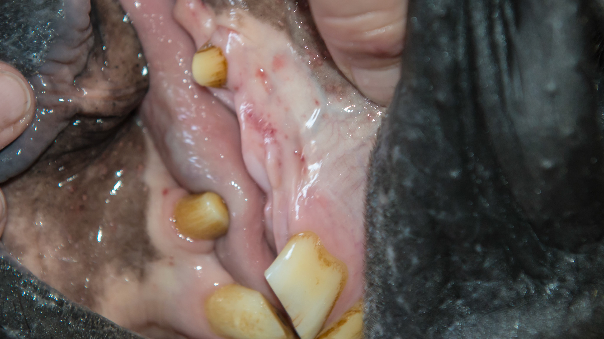 Petechiae (hemorrhages under the skin or mucous membranes causing small red spots) along the floor of the mouth and gums between the incisors and canines. Unknown origin but did not seem to bother this horse.