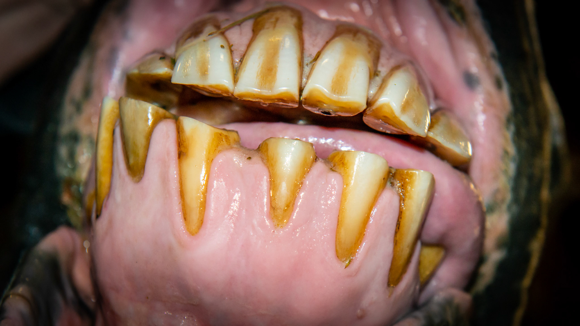 Abnormal wearing of the incisors including receding gums on the upper 3's. My speculation is that the tongue has done all of this in this horse in his late 20's. In addition the receding gum line may be early stages of EOTRH.