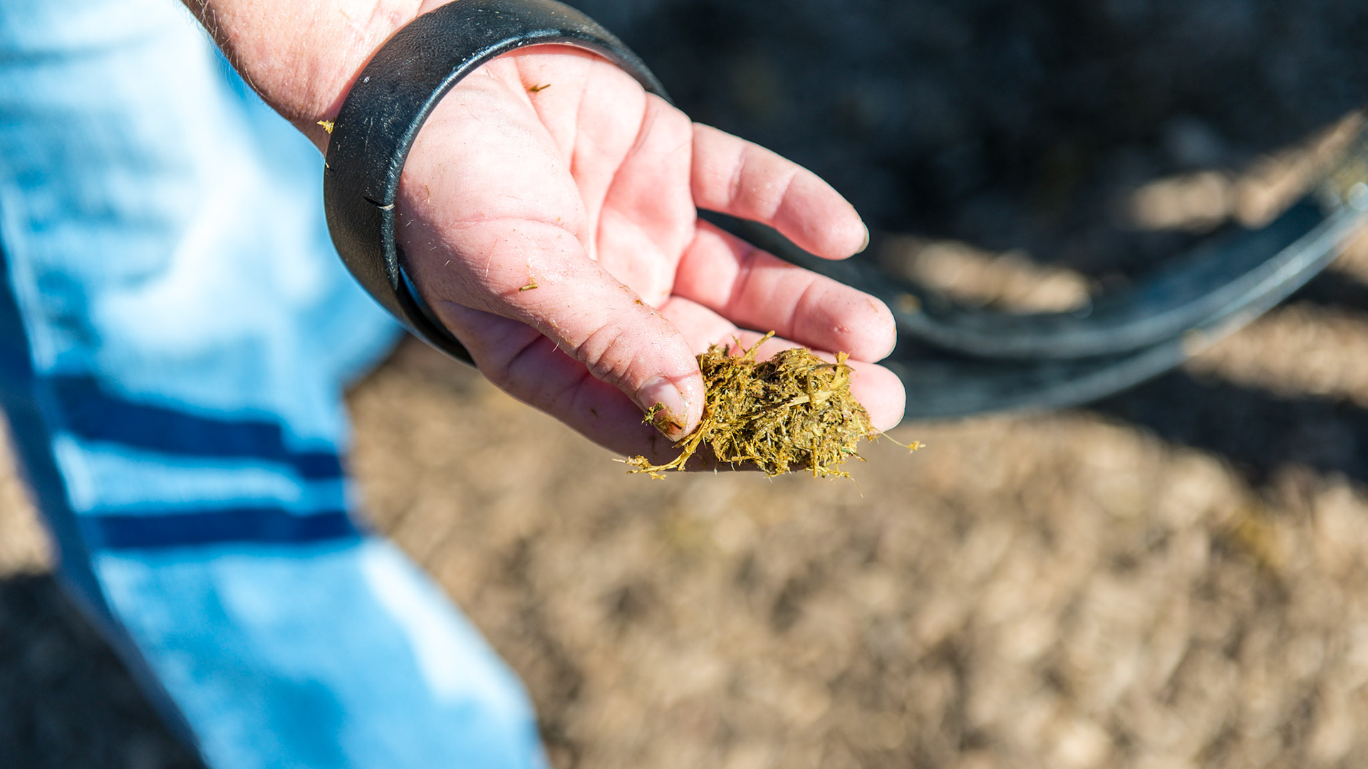 Melissa pulls out the 5th handful of packed hay.