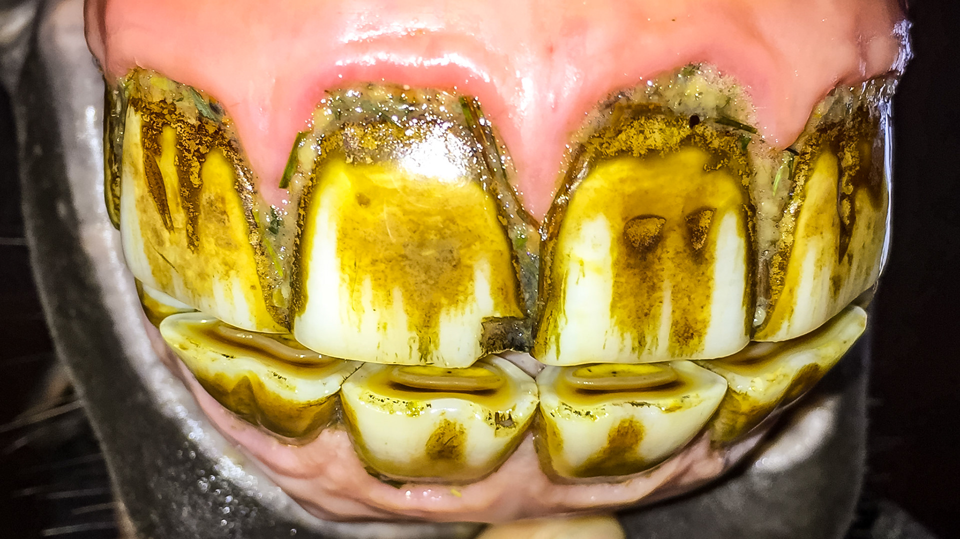 EOTRH horse 22 - client images of their horse with signs of EOTRH.