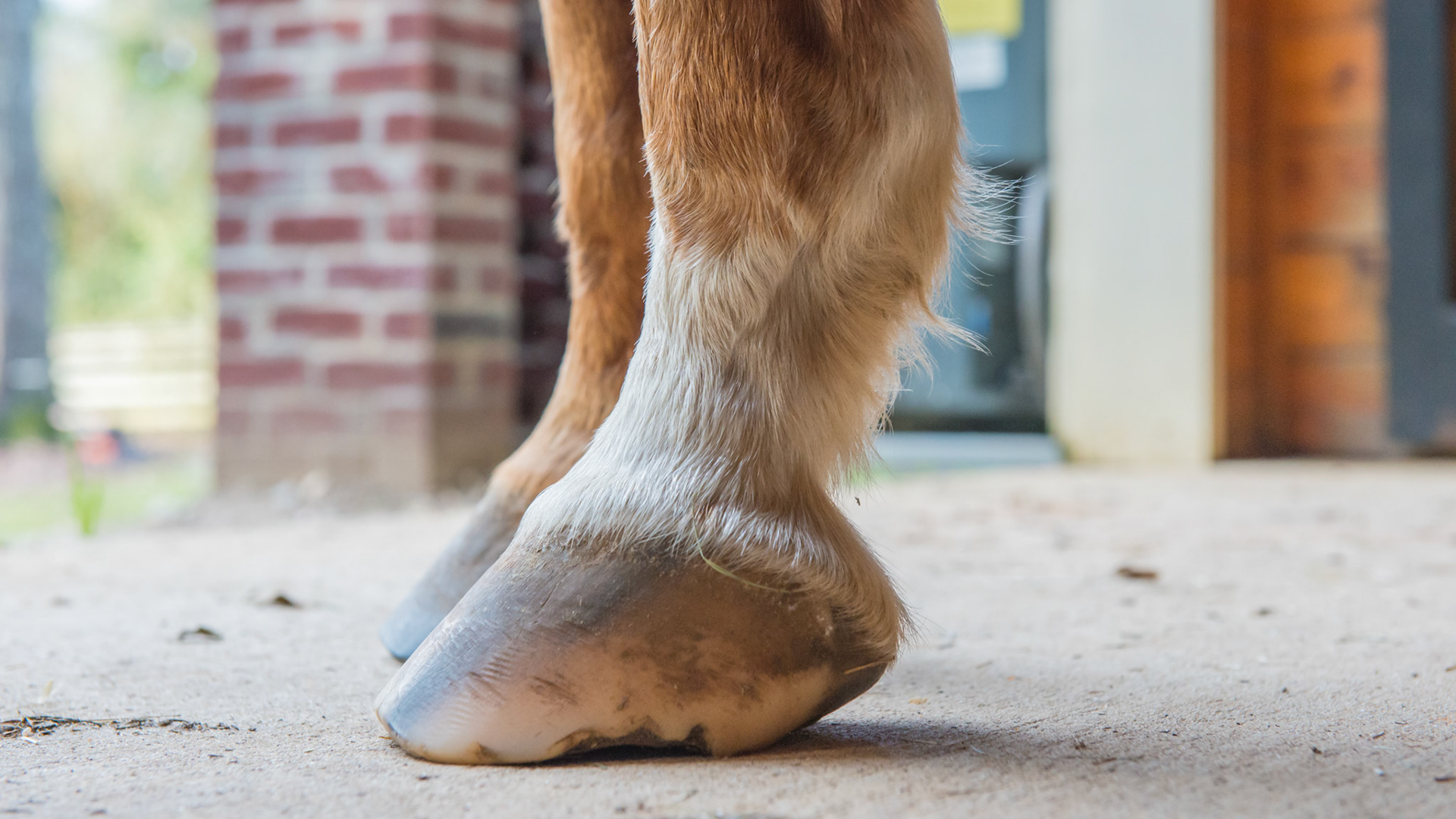 Horse A - 6 months after changing farrier - LF