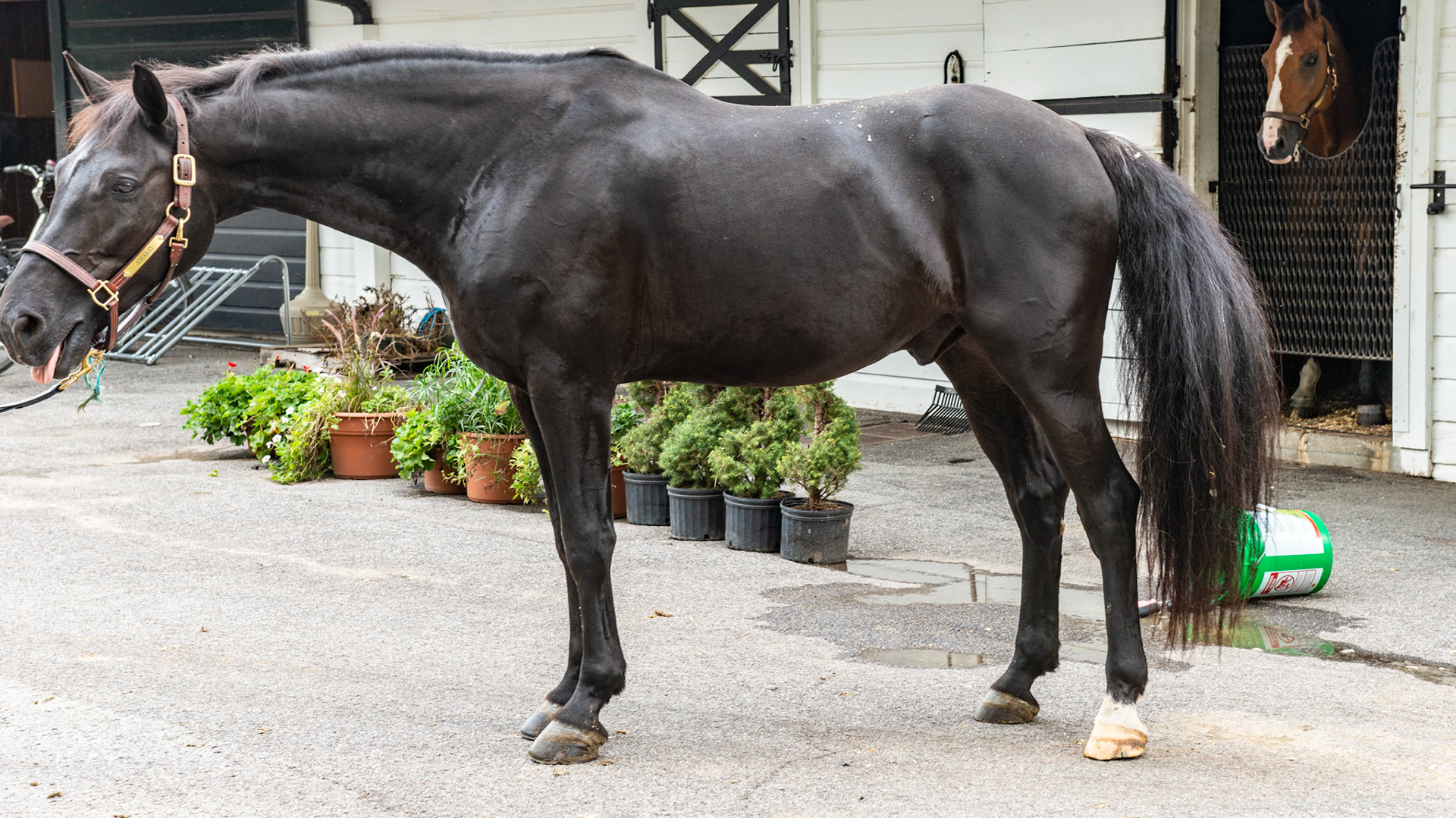 Dark bay. Brown hairs seen on the body above the knee and hock and on the face yet the whold body seems black. Compare to blood bay and a piebald paint which has true black hairs.