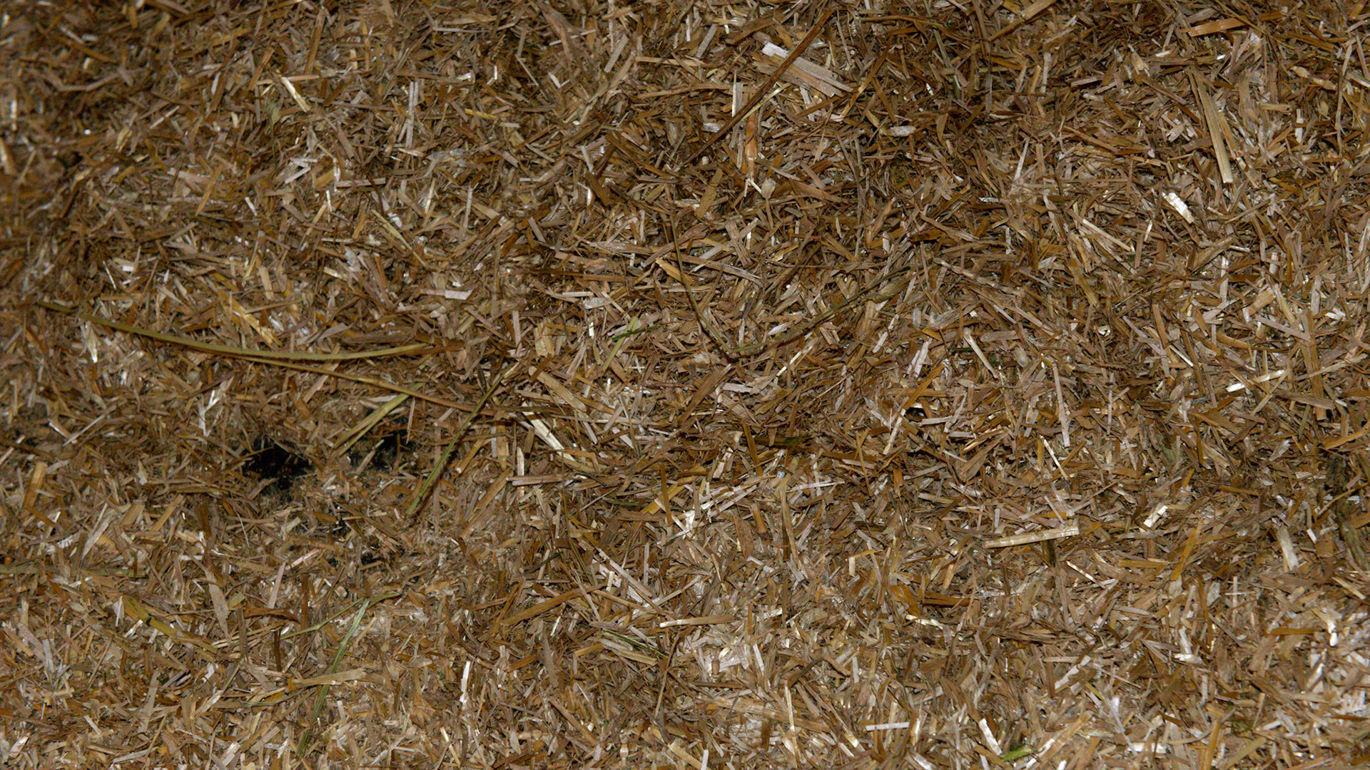 Straw chaf or chopped straw used as bedding.  The flat shiny surface is suggestive of oat straw in this batch,  Horses love to eat oat straw.