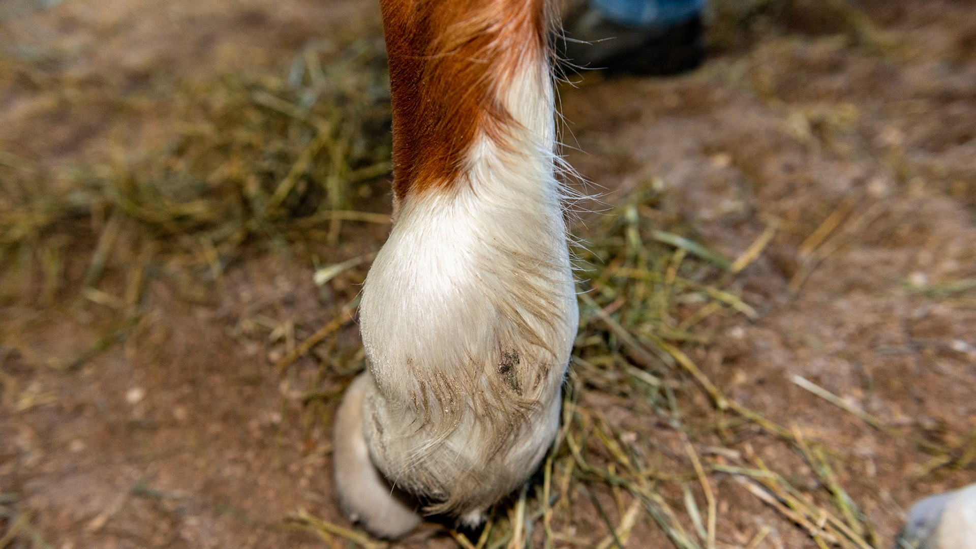 This is a severe distention of the digital tendon sheath on this forelimb.  It is predominately on the outside but you can also see the flat and firm separation from the back view caused by the intact tendon dividing the sheath into medial and lateral halves.  It can be differentiated from a wind puff in the side views because the bulges surround the tendon while a fetlock joint distention would be more forward of this between the cannon bone and the suspensory ligament.  These are usually non-painful but are a warning that either acute or chronic trauma has occurred to the tendons at this level.