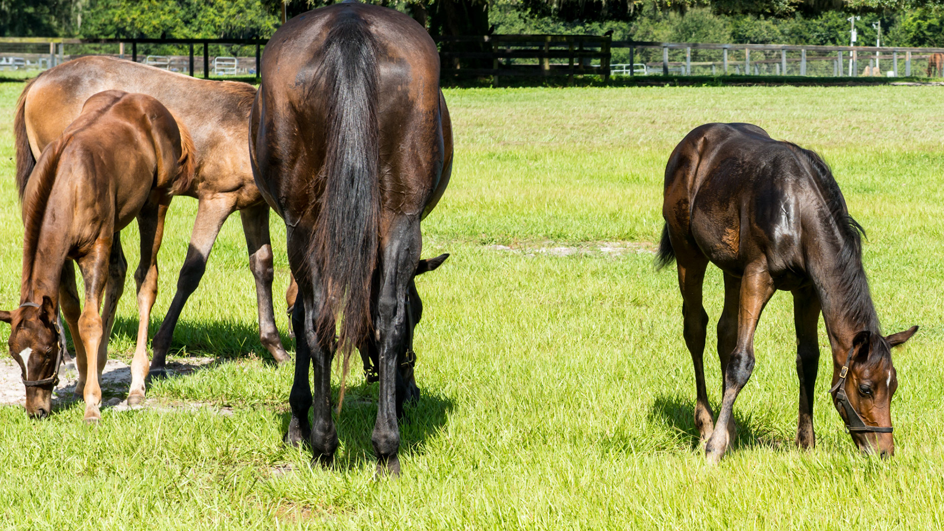 Foals eating grass while still being sucklings.