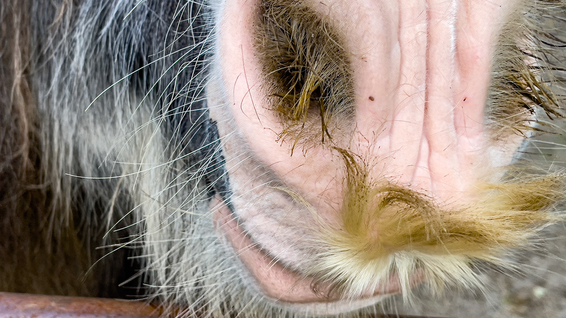 Mustache and whiskers.