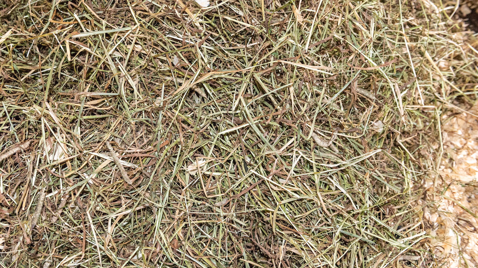 Timothy hay - cut and cured well. Short boot and soft leaf