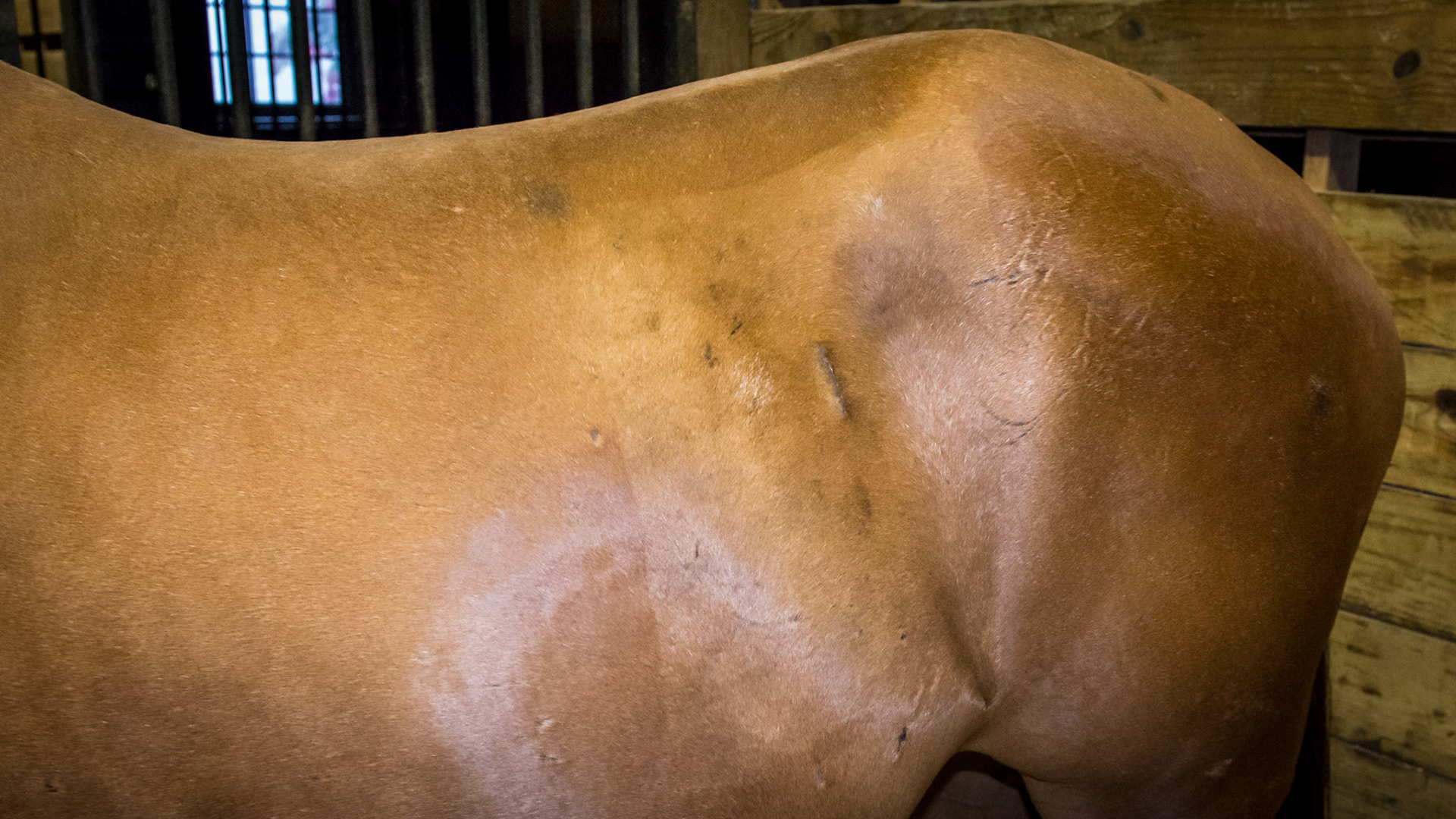 The surgical site for the pexy surgery that attached this horse's pelvic flexure to the abdominal wall preventing his recurring nephrosplenic ligament entrapment colic.