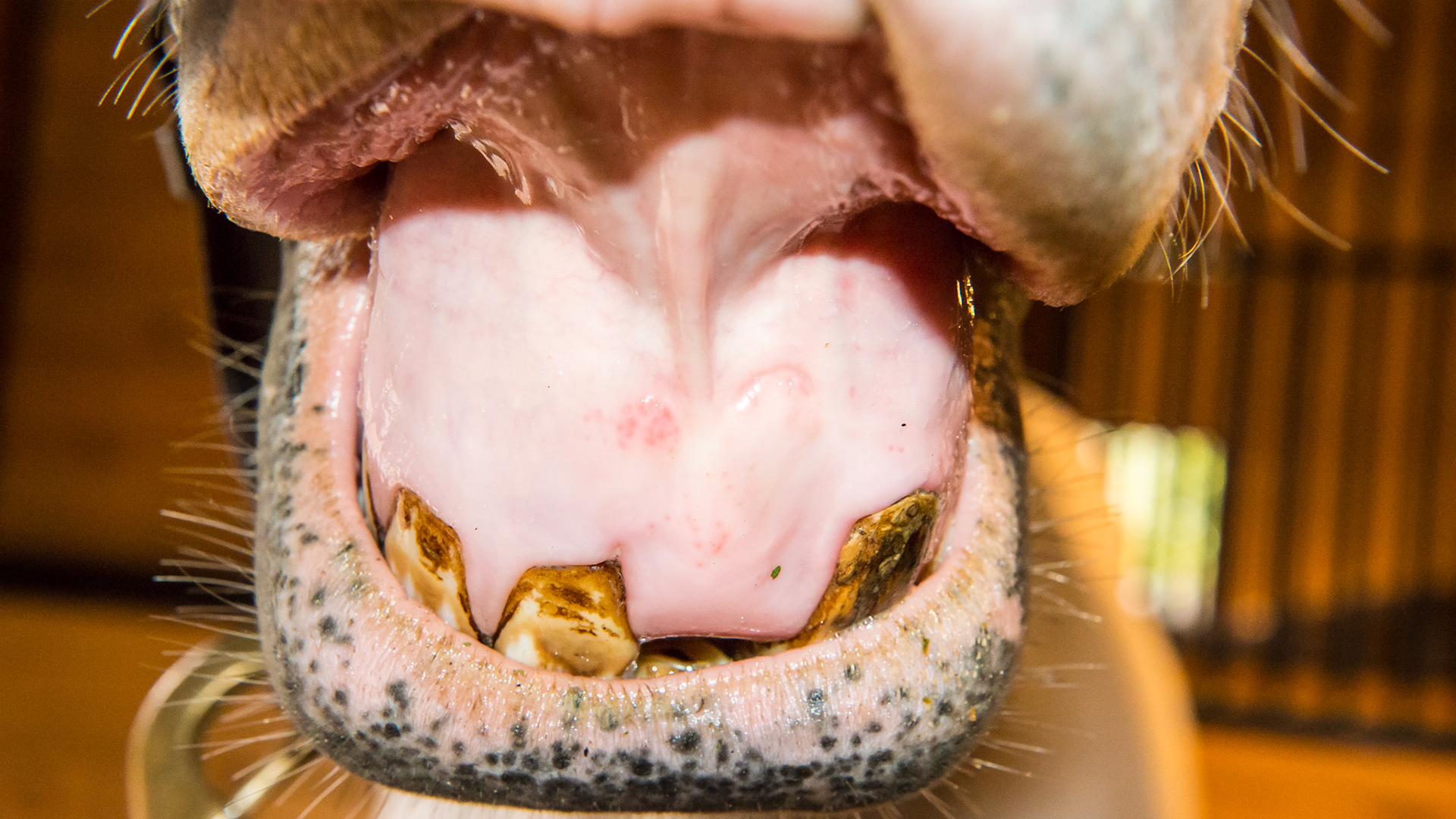 Incisor absence horse 3 - #201 was extracted at the university in July 2015 1 month after the previous pictures and 5 months prior to this picture. They called it a supernumerary tooth but the owner never received a pathology report.