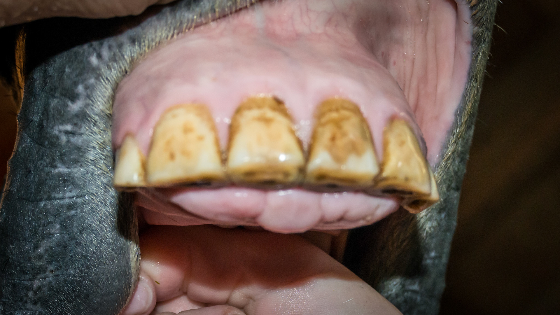 Hx of difficulty introducing bit and trauma to L side of head and this swollen area behind the upper incisors 10 days ago. While almost healed, there is still some swelling.
