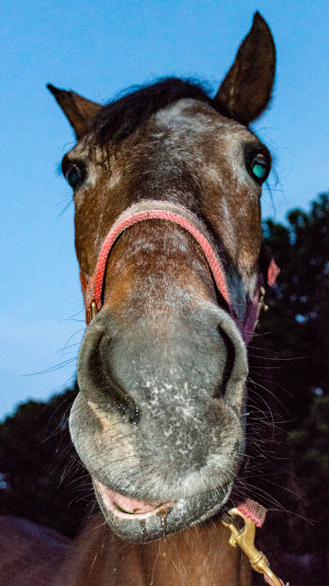 Horse A - No tone in lower right lip and right muzzle causing the drooped lip and the muzzle to be pulled to his left.  The right eye lid and right ear also have no tone causing the partially opened right eye lids and the right ear not able to come forward.  This is due to paralysis of the right facial nerves with several unproven causes including trauma, viral (flu in humans) and nutritional (diabetes in humans).  These usually self resolve but some do not.