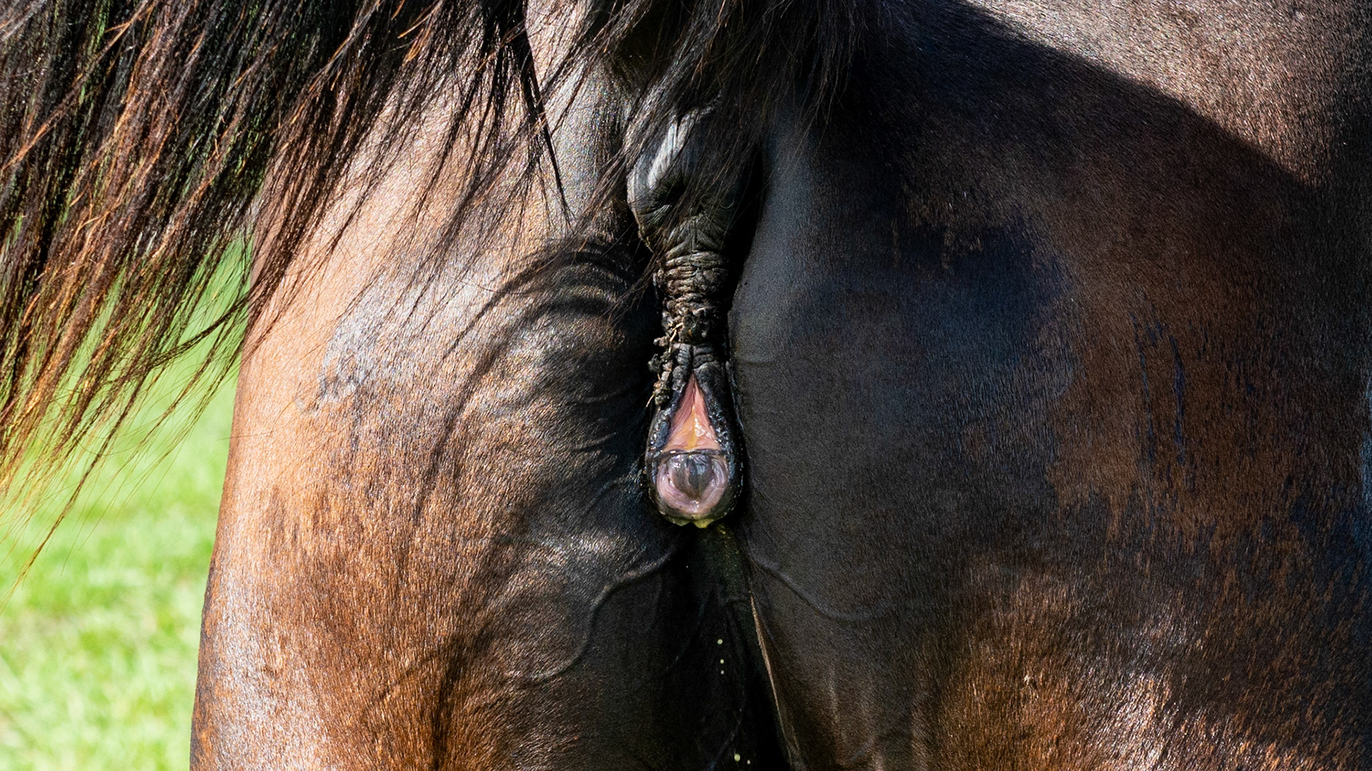 This mare's vulva has been sutured from the top to over half way down using suture material.  This is a Caslick's operation and it helps maintain the cleanliness of the birth canal in multiparous mares (many foals).  Multiple births can cause the vertical vulvar lips to tip forwards making a horizontal shelf where feces can enter the canal.  This procedure closes the entrance to precent this contamination.  This mare has a vertical orientation and a foal by her side but the surgery is routinely performed as a preventive on breeding farms.
