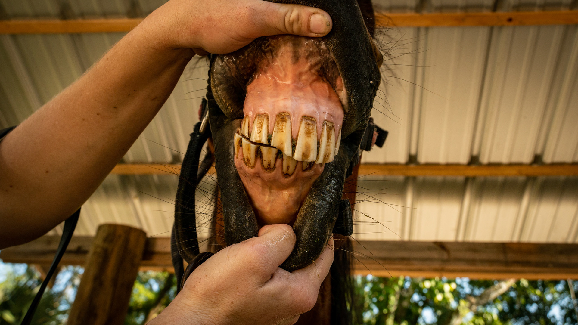 The atrophied right cheek muscle and the limited ability to open the mouth (see previous images) has caused the incisors to wear unevenly.  The condition of the cheek teeth are unknown as even with potent pain medication, the mouth opens only wide enough to insert the float but not wide enough to examine with fingers or visually.