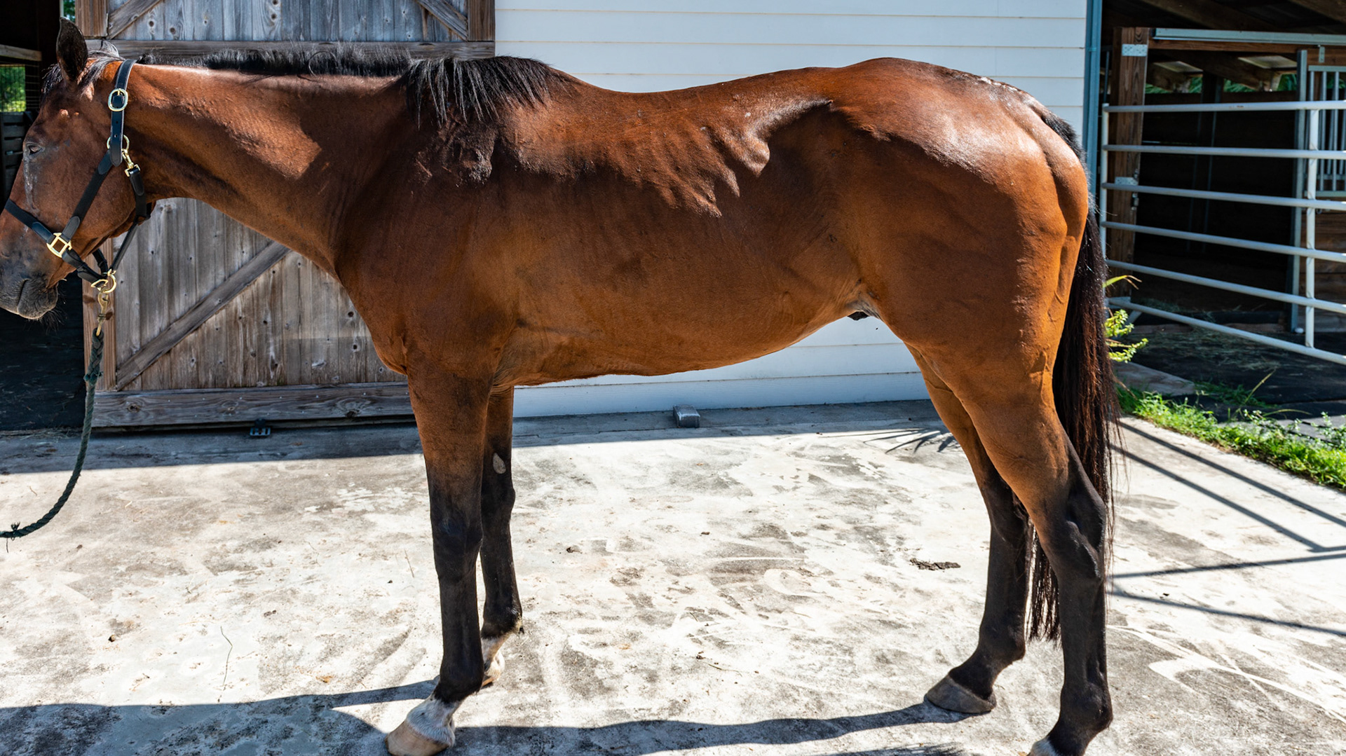 Top Line Score D = loss of musculature along the spine from the withers to the rump (croup). Horse C - BCS 2 - Very Thin ~ Emaciated. The skeleton is clearly visible but there is still a little fat tissue under the skin and the horse has some vitality to the skin. There is a space between the inner thighs.