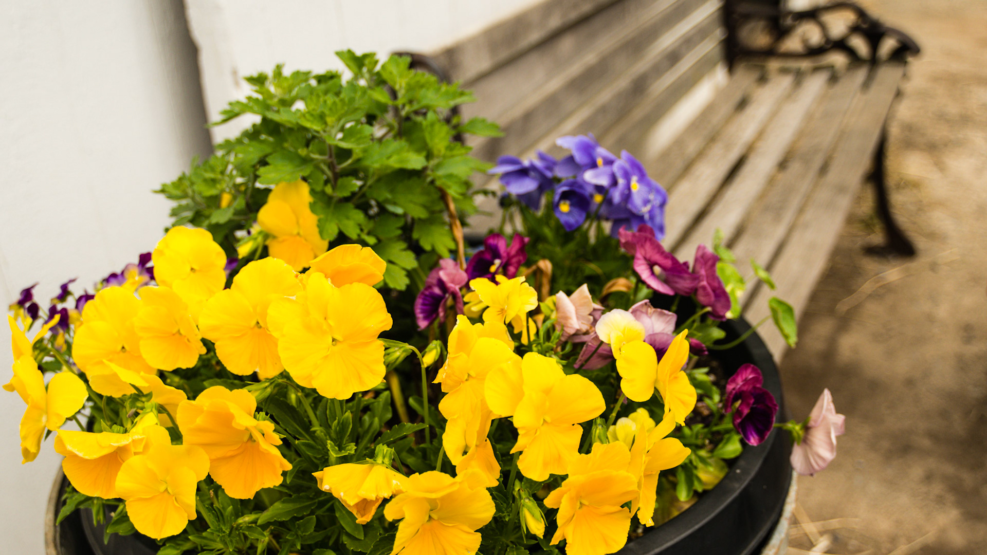June in NY - Pansies