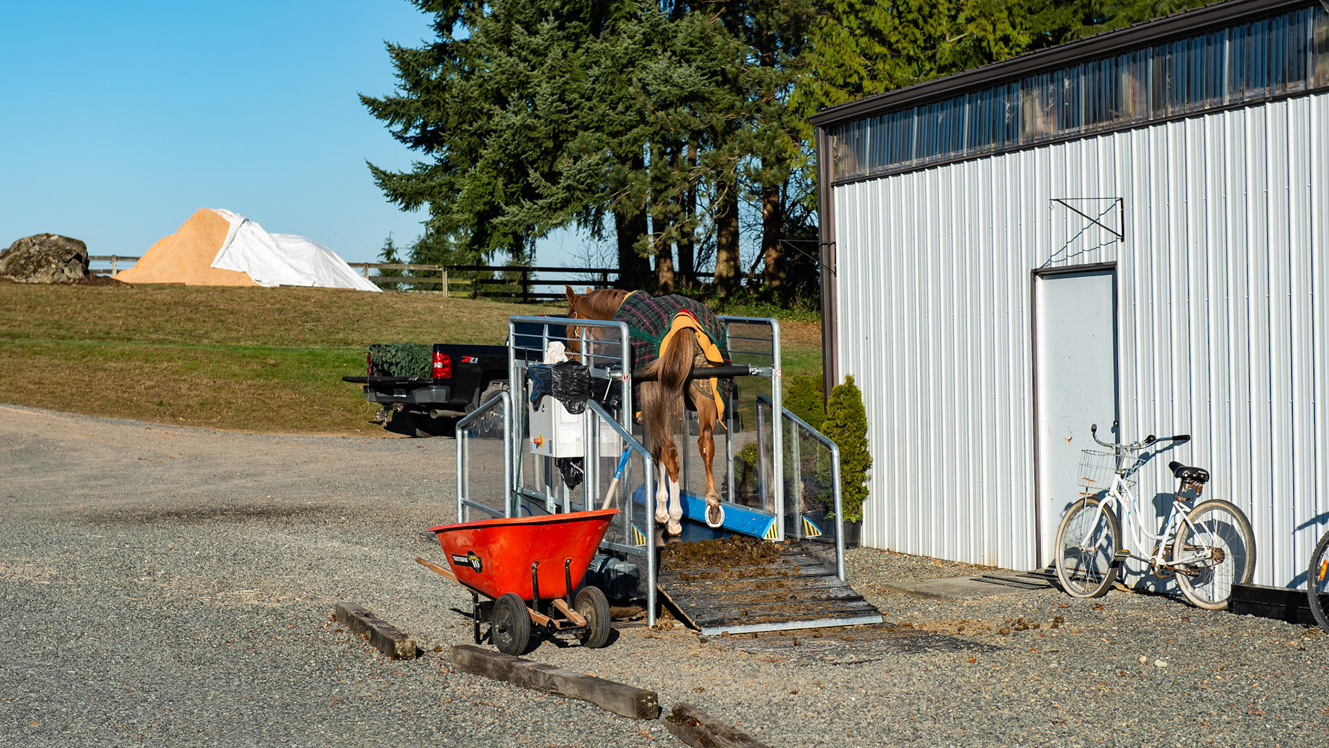 An outdoor treadmill keeps this horse exercised. It is set with an incline.