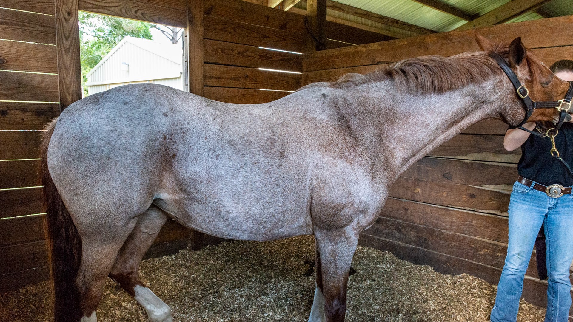 Red roan in a 19 year old horse.  Note the solid head color and the gray hairs over the rest of the body that in a 19 year old gray horse, would be a solid gray by now.