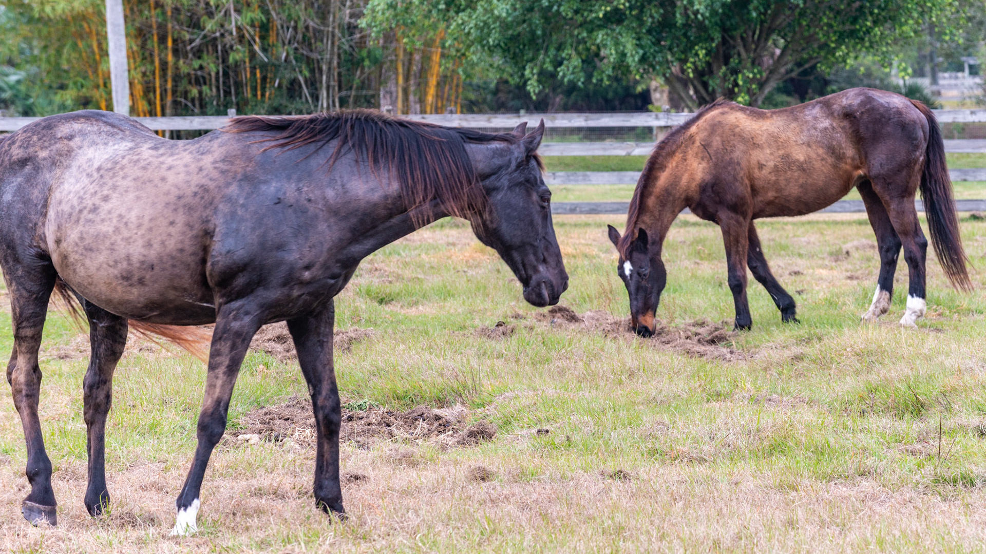 Sun bleached bodies in January in Florida. These both are dark bay Thoroughbreds that have summered in the sun. The pattern on the left is dappling.
