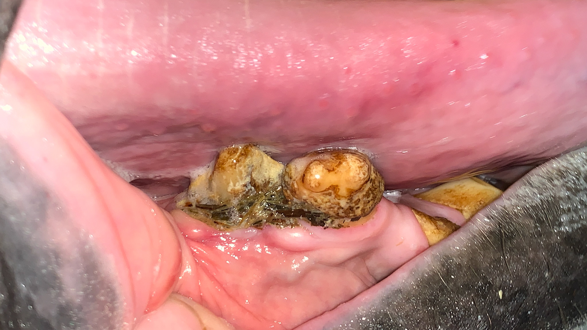 Double canine with tarter and trappet feed material.