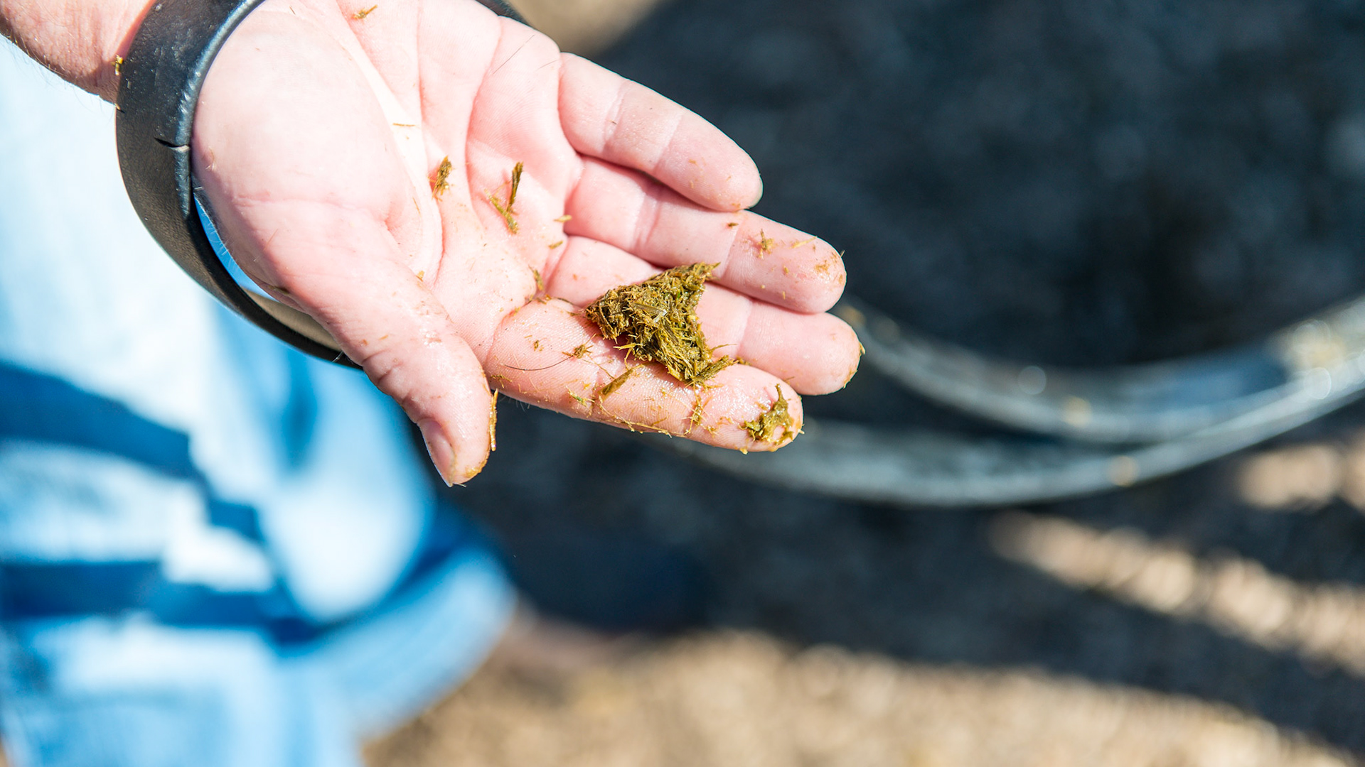 Melissa pulls out the 6th handful of packed hay.