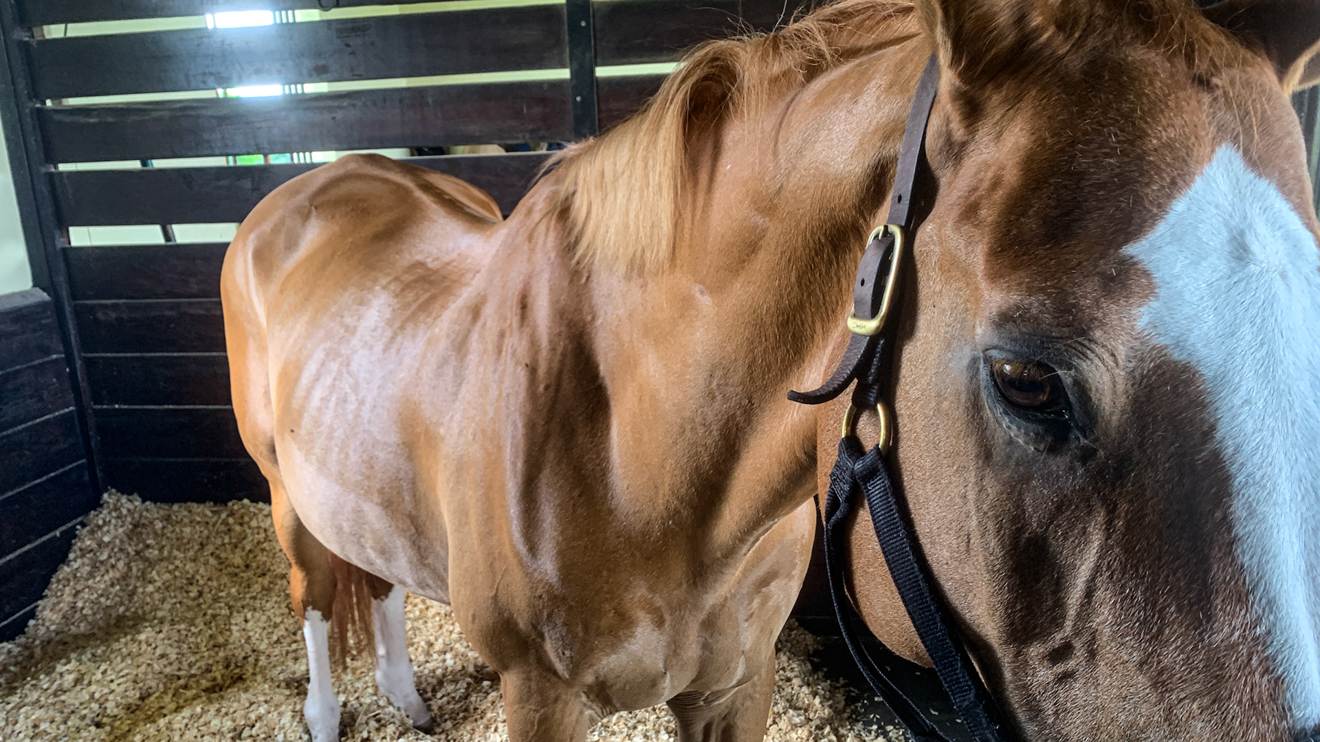 An older chestnut horse with a poor top line score D.