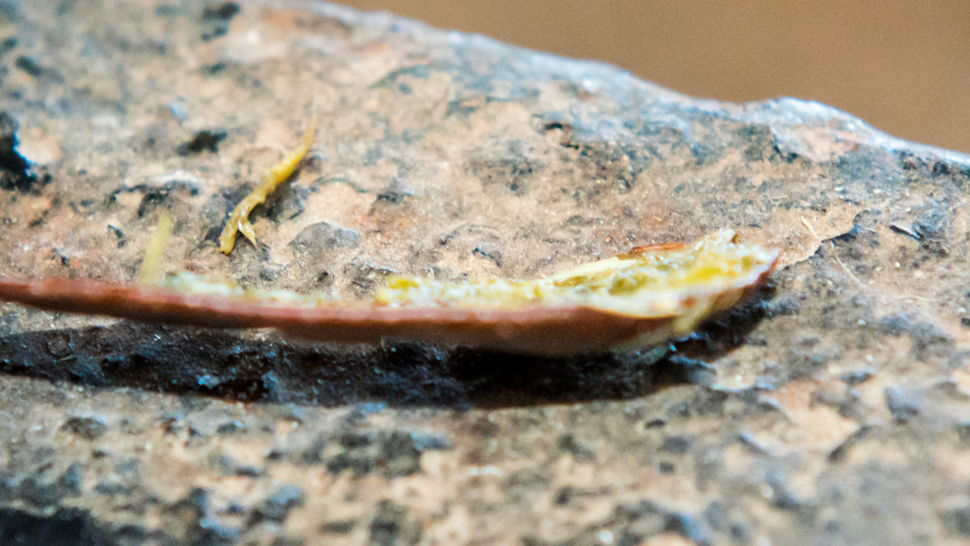 This leaf was found laying on the mandible just below #306 and 307. Apparently the horse could not remove it with his tongue. The green side is covered with fetid and fermenting feed and the underlying gum was painful and ulcerated.  The owner had not seen any signs and this was an incidental finding during a routine float.