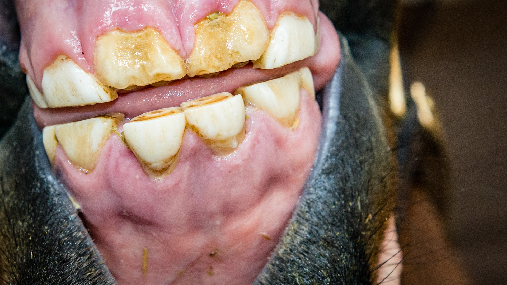 Incisor cap extractions horse 5 - These caps associated with the movie taken at Belmont on 3/21/2014