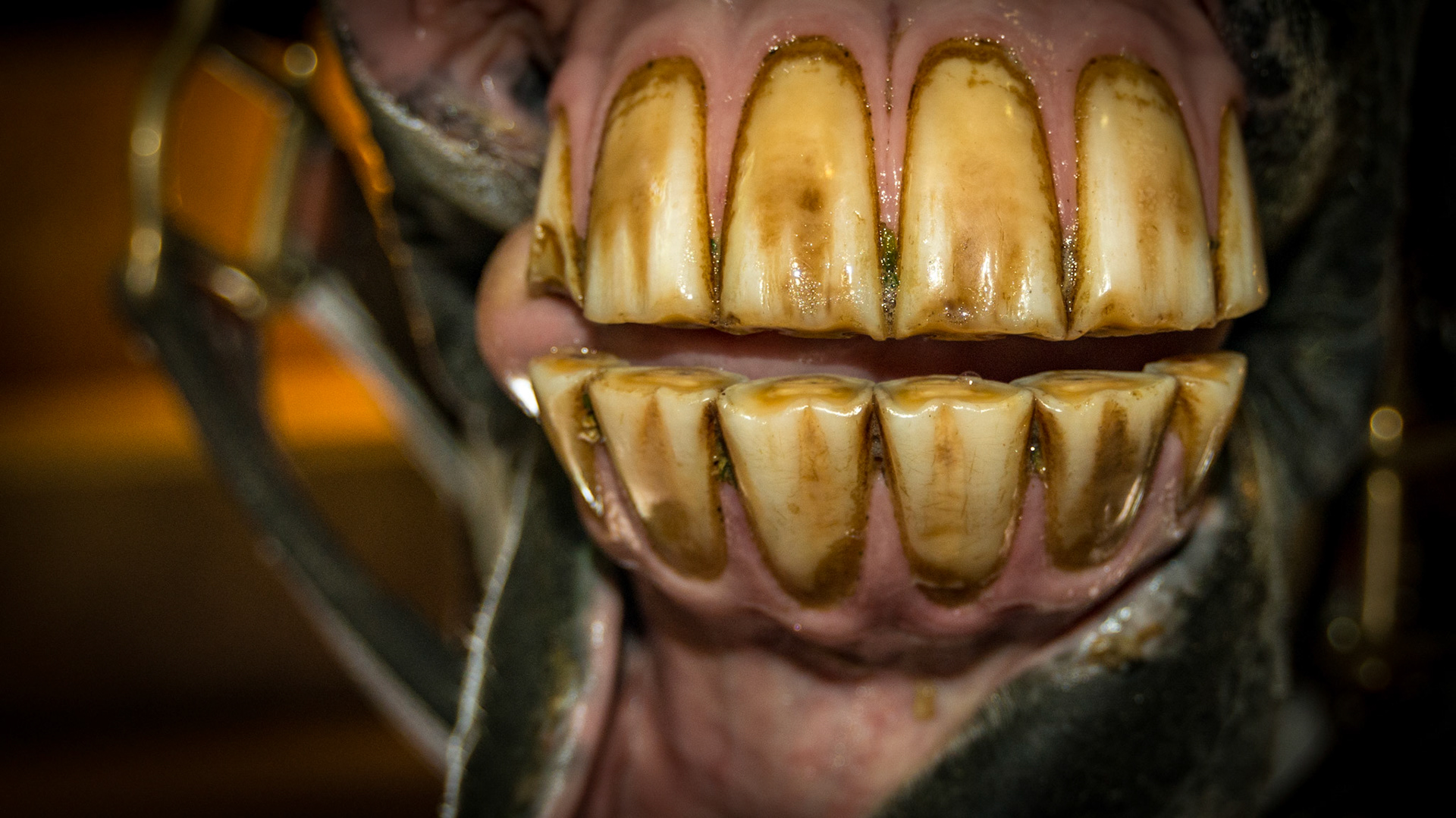 3/13/2000 = 13yr 2mo WB G - Horse A -  relaxed incisors in a natural position