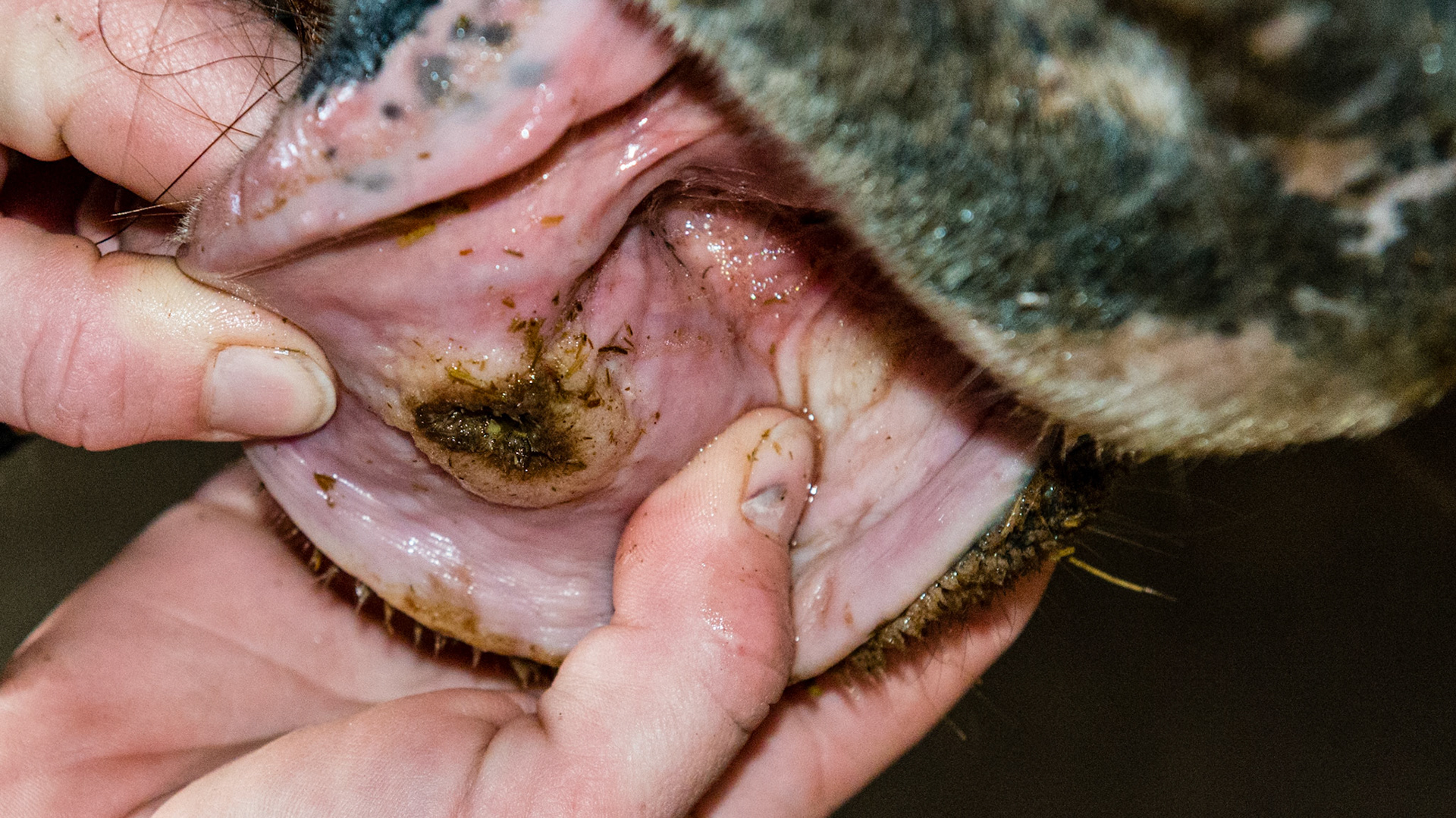 Horse D - Chronic ulcer on the lower lip