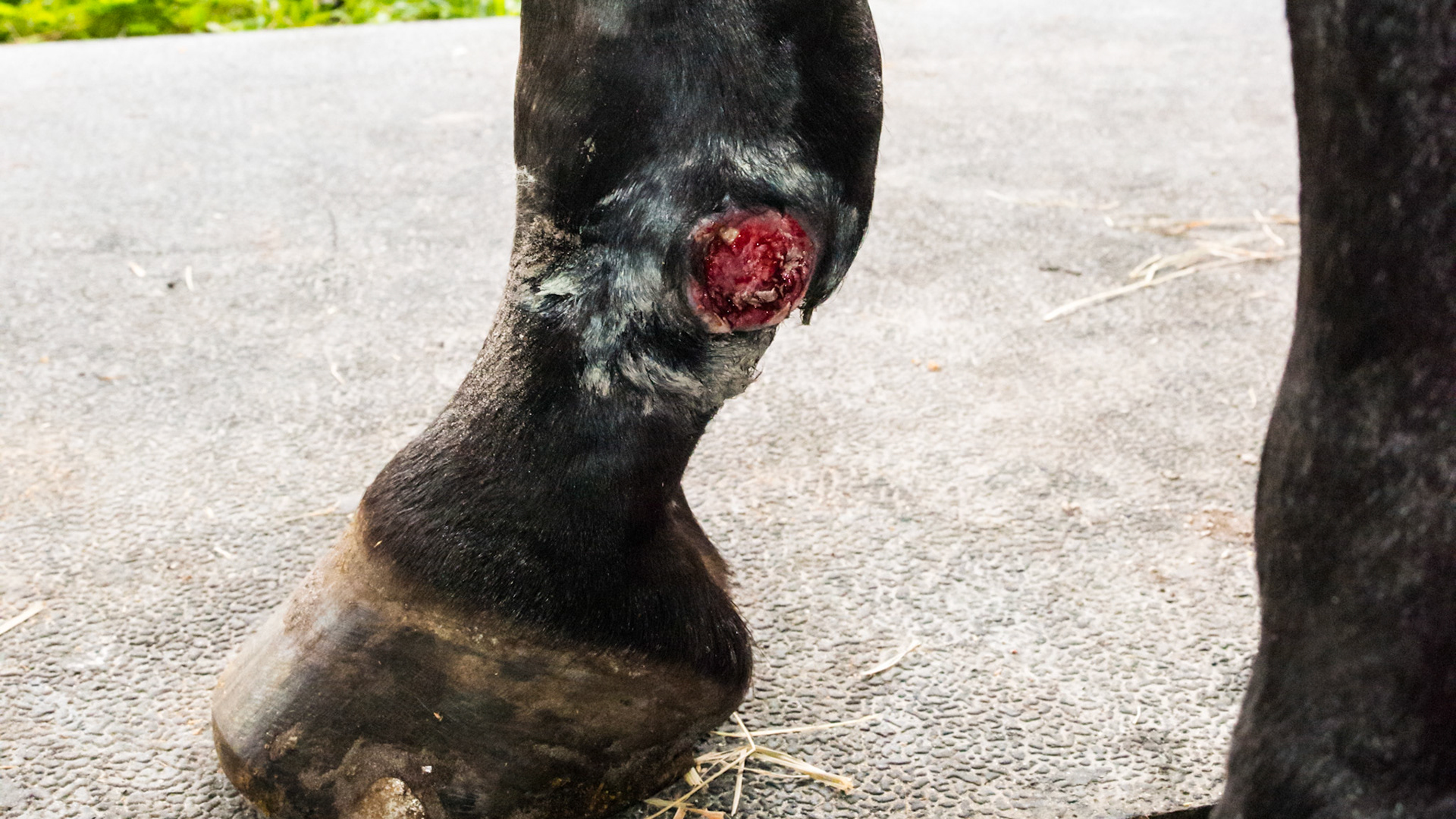 3 months old summer sore debrided.