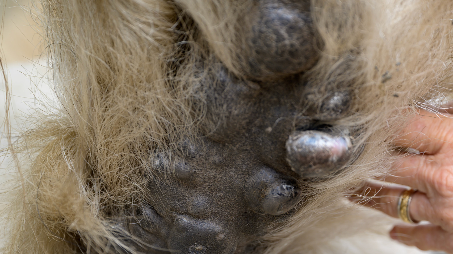 Horse A - This horse has been on a no grain diet for 2 years with the addition of some extra protein.  They have diminished in size as seen by the decreased diameter of the nodules.  In addition there is no oozing or any other signs of inflammation.