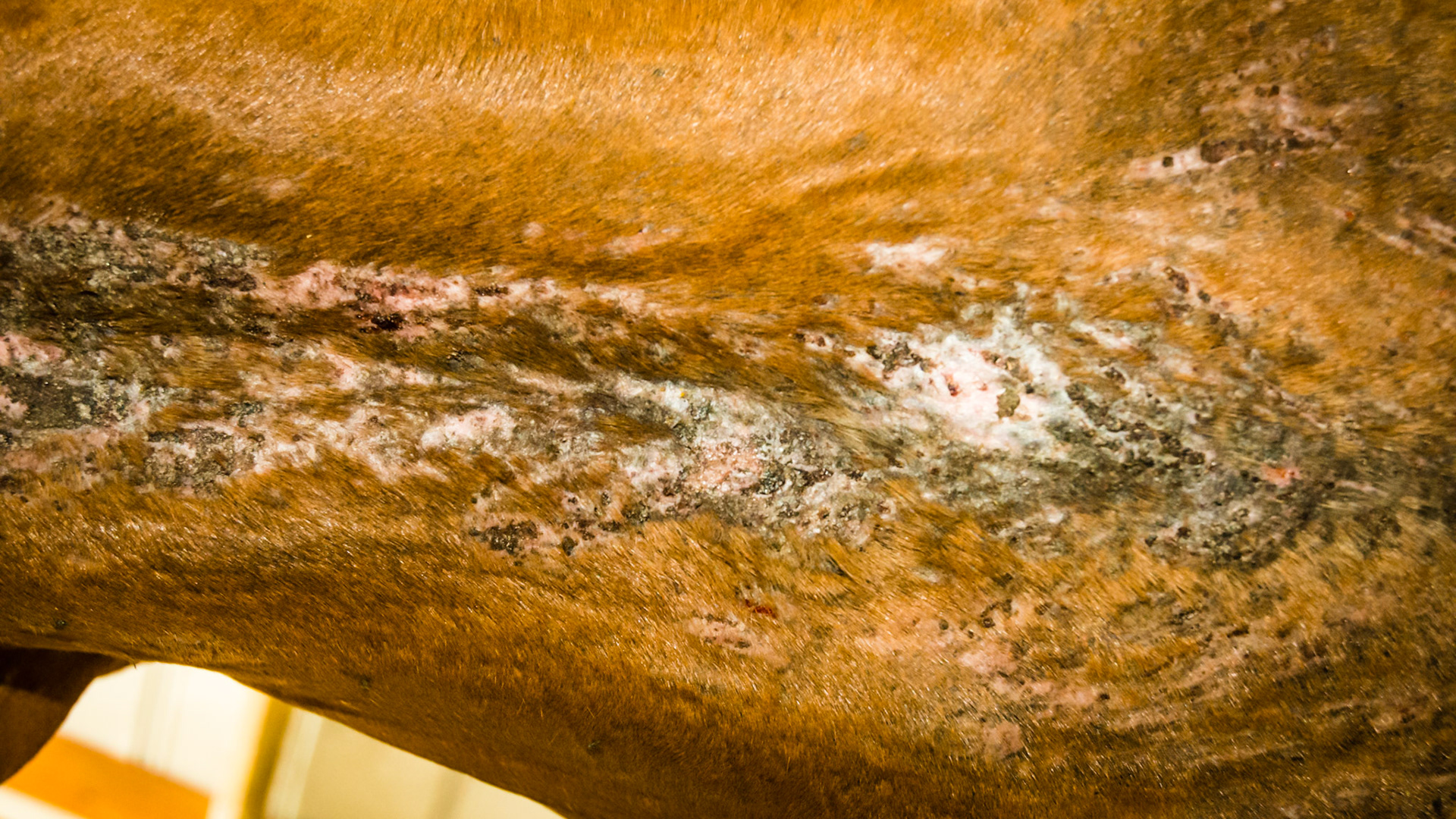 Horse B - culicoides (biting midges) sensitivity on the ventral midline of the abdomen.