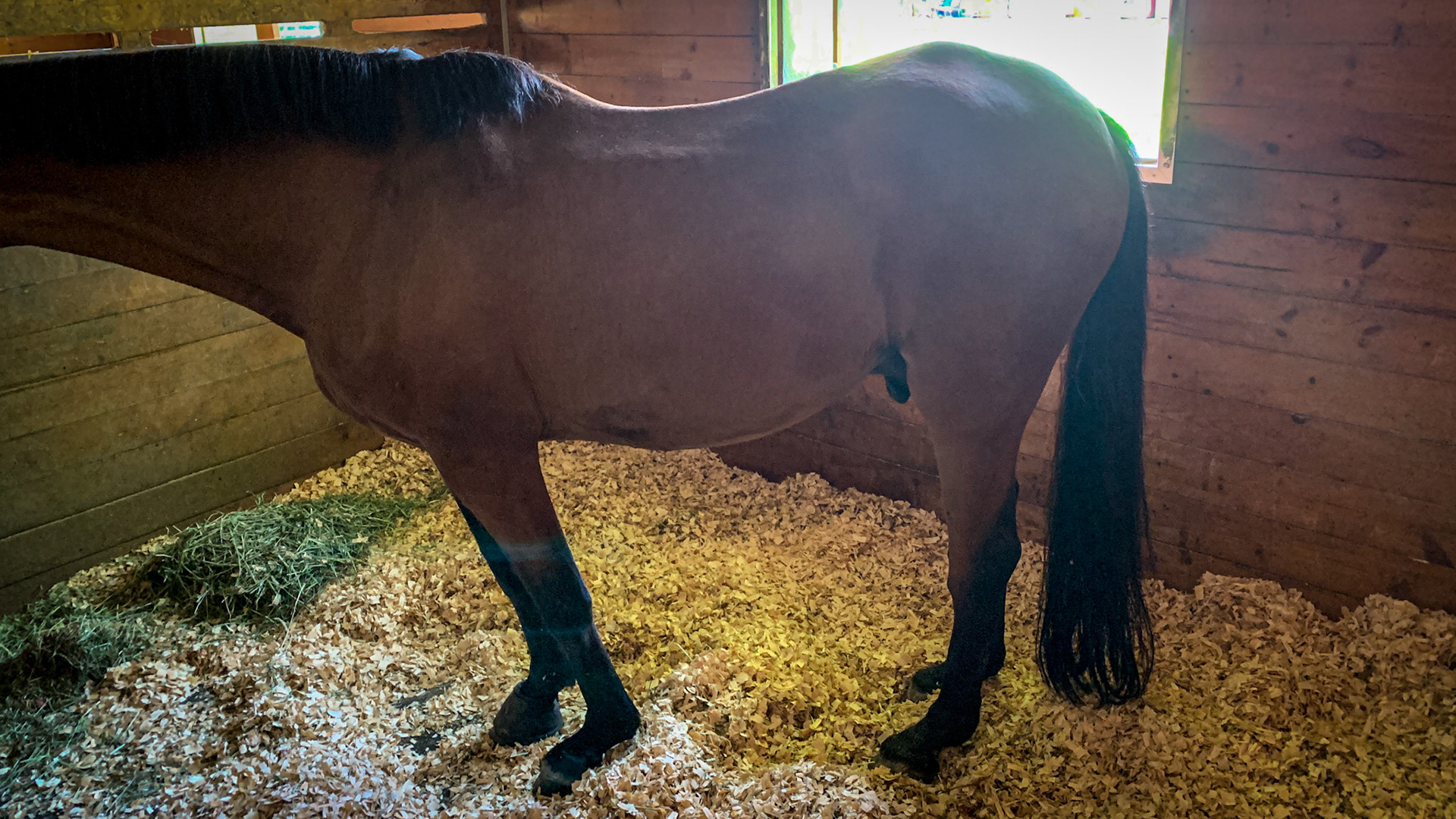 All 4 limbs are affected with DSLD (dropped fetlocks). Note the poor top line which is another indicator of chronic protein deficiency.