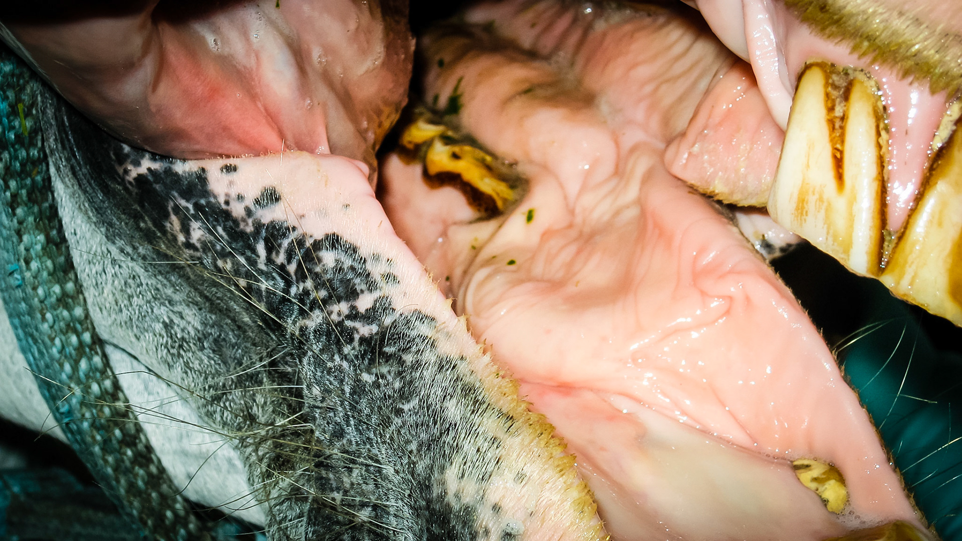 Flabby cheeks is a name I created for the excessive fat tissue laying on the bars in front of the 1st lower cheek teeth.  This tissue becomes caught between the bit and the sharp rostral point of the 1st lower cheek teeth.  Some horses don’t mind this while others become unridable with a bit.