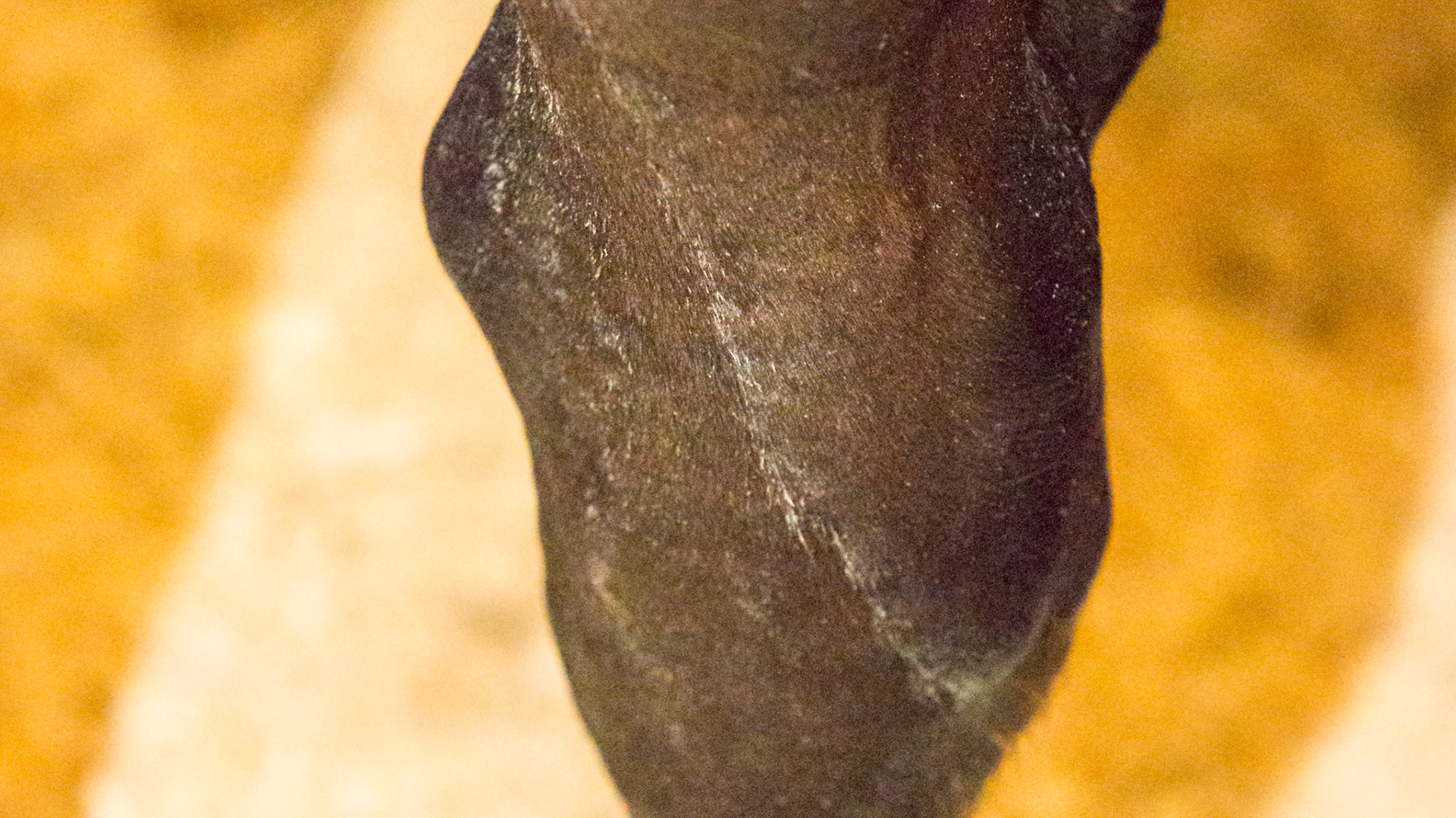 Distal tarsal (hock)  physis is enlarged indicating rapid growth - epiphysitis