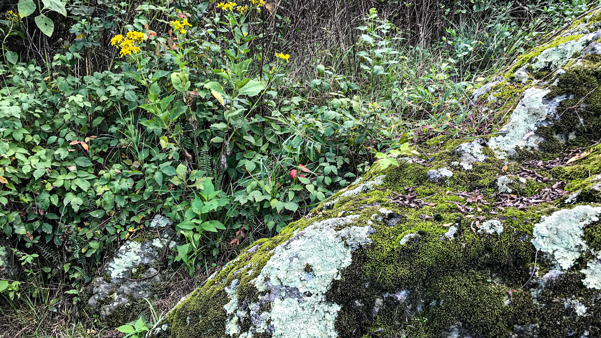 Lichen growing on rock with surrounding ground plants.
