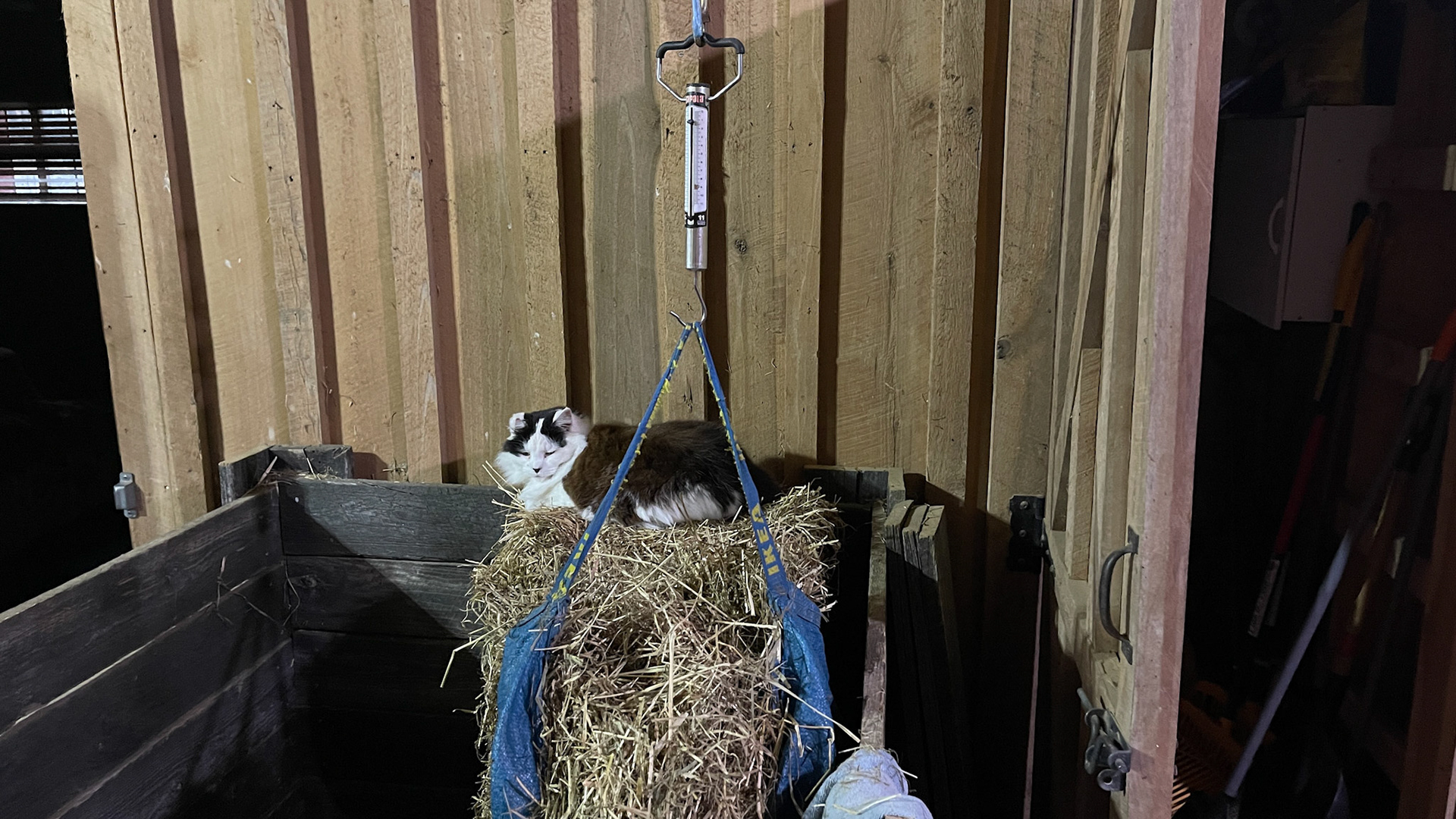 Measuring hay by weight (with the cat's help).