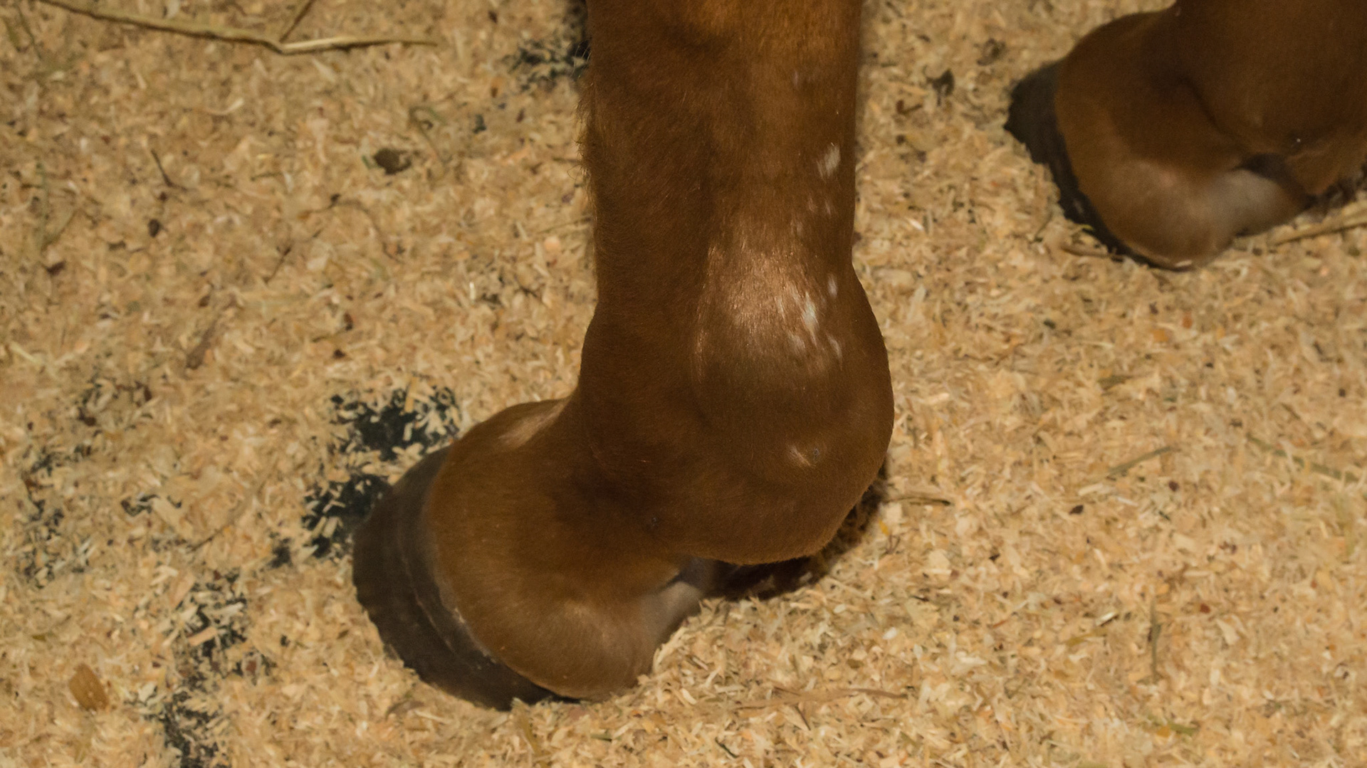 Fluid filled lateral fetlock: This is most likely a tendon sheath filling because the fluid is along the tendons, is caudal to the fetlock and is a firm fluid that can not be moved with finger pressure.