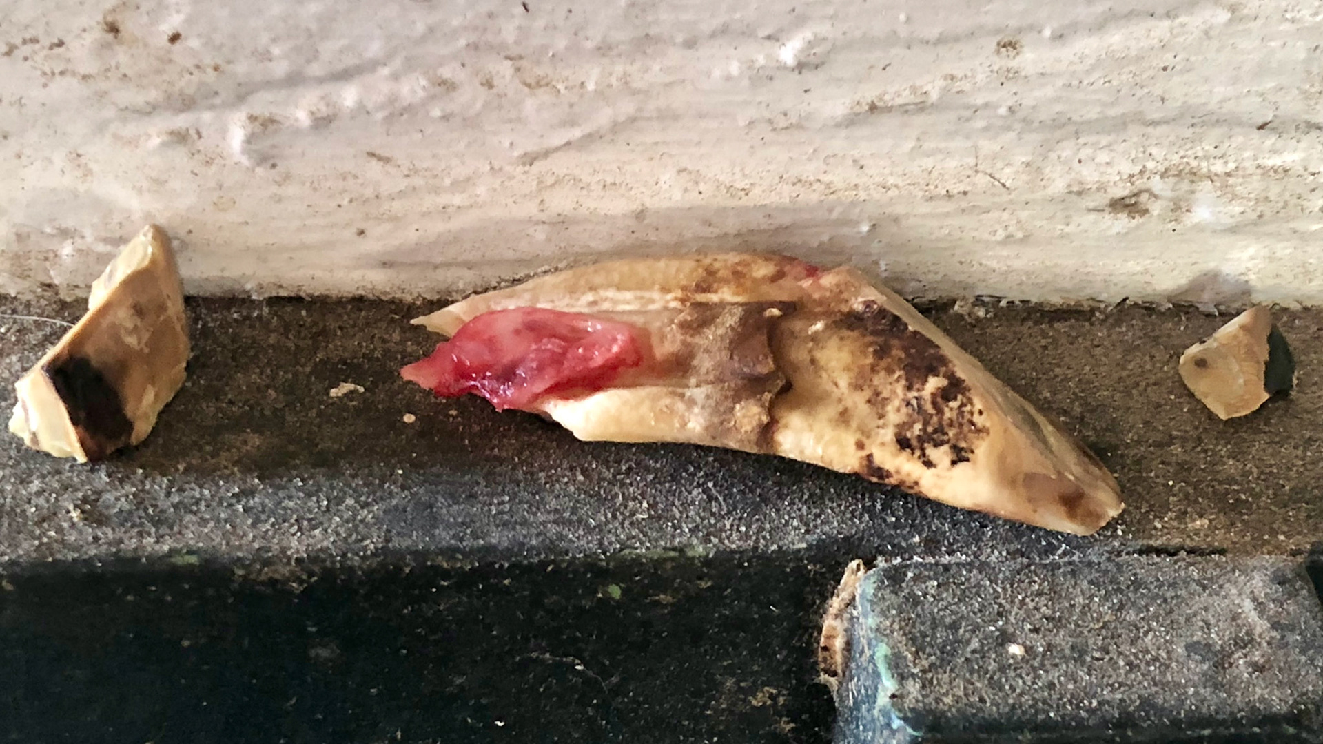 Extracted end stage decayed canine in an older mini. The tooth had 3 pieces.