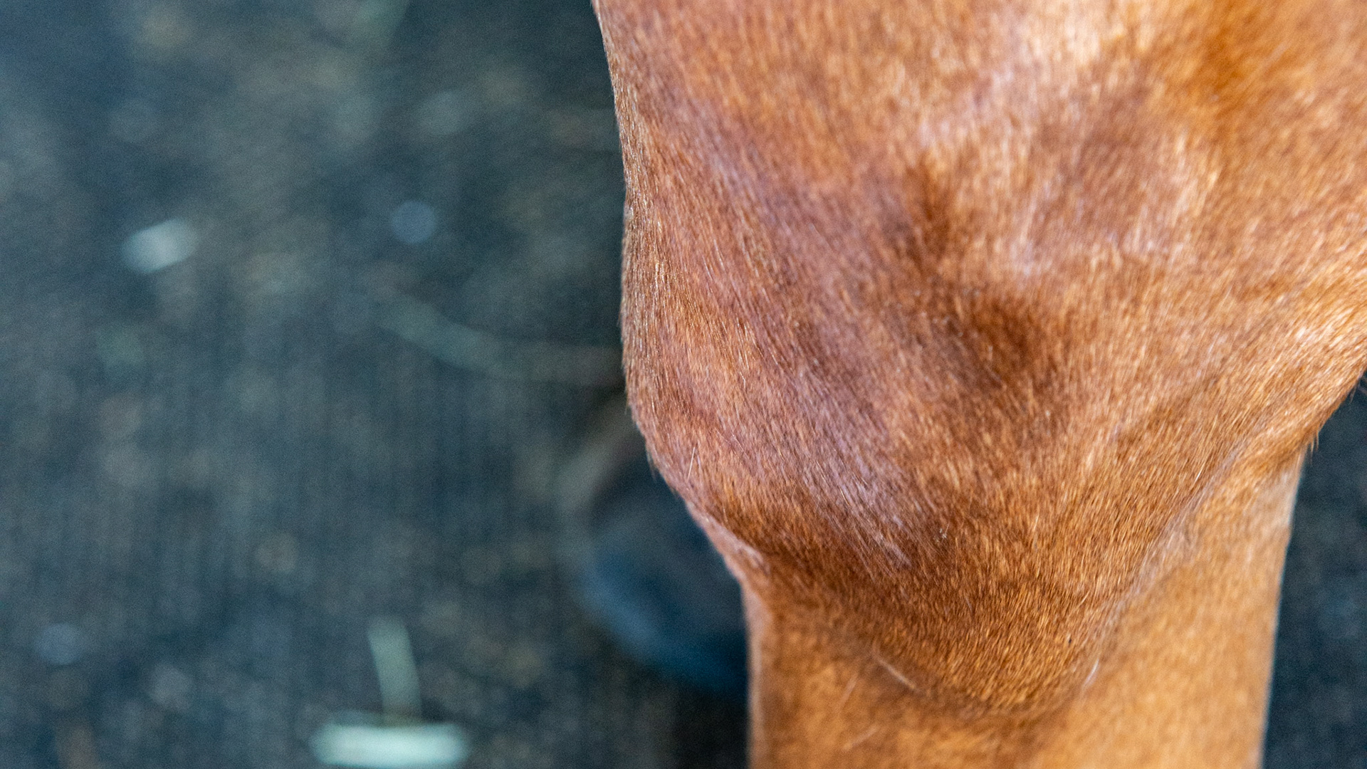 Fluid filling upper limbs - unknown cause with no treatment as it isn’t bothering this horse.