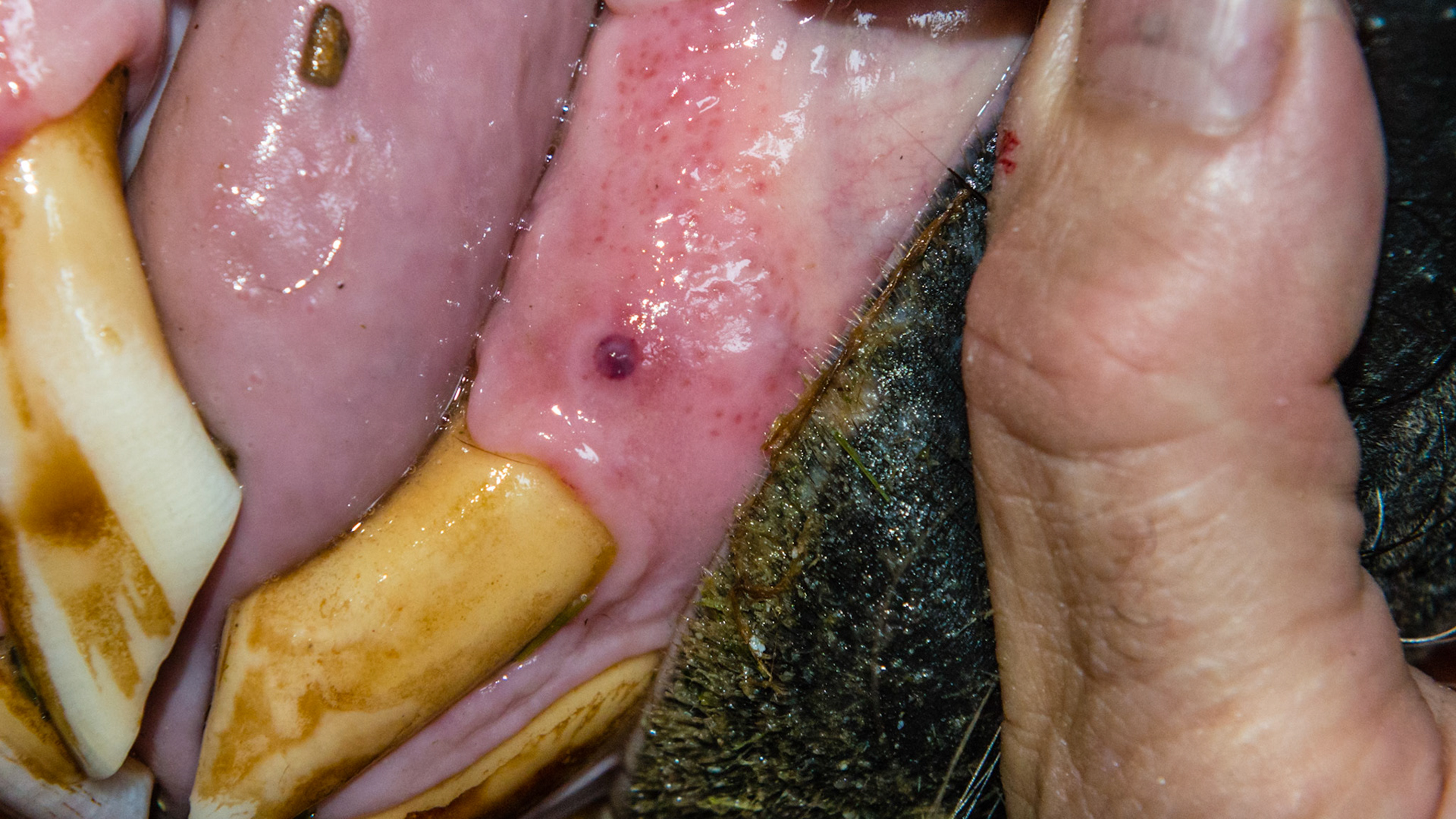 EOTRH horse 15 - Incisors not painful but #106 and 107 cheek teeth were painful when floating. Owner may take radiographs though EOTRH is rare in the cheek teeth.