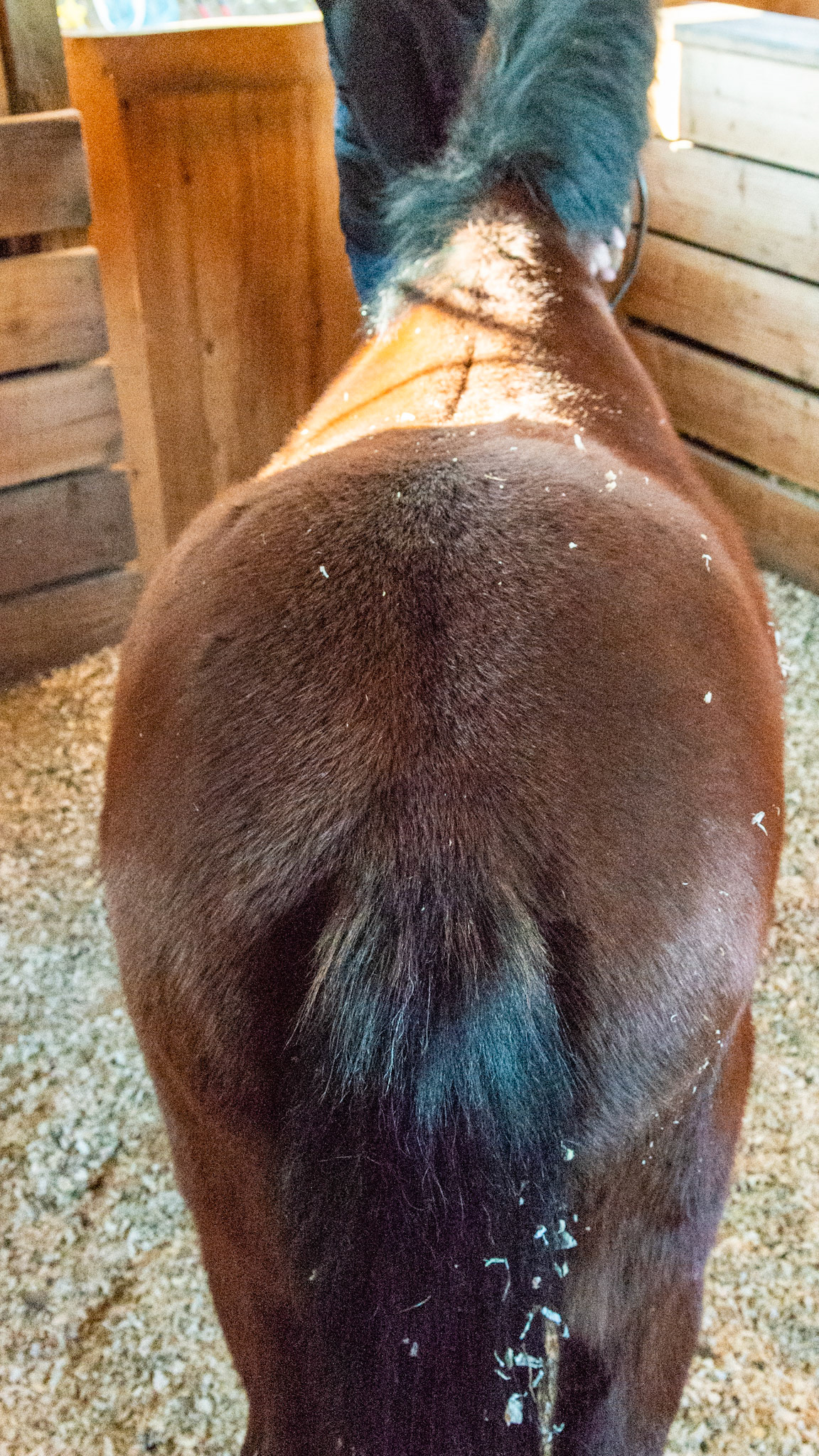 20 year old pony mare with a BCS of 7 fed grass, grass and alfalfa hay and 1 handful of organic oats. Has easily maintained her weight with a sow mouth. Harvests grass easily but can't get a close cut.  Other horses realize she can't bite them and despite her best efforts, the others start to pick on her as she can't defende herself.