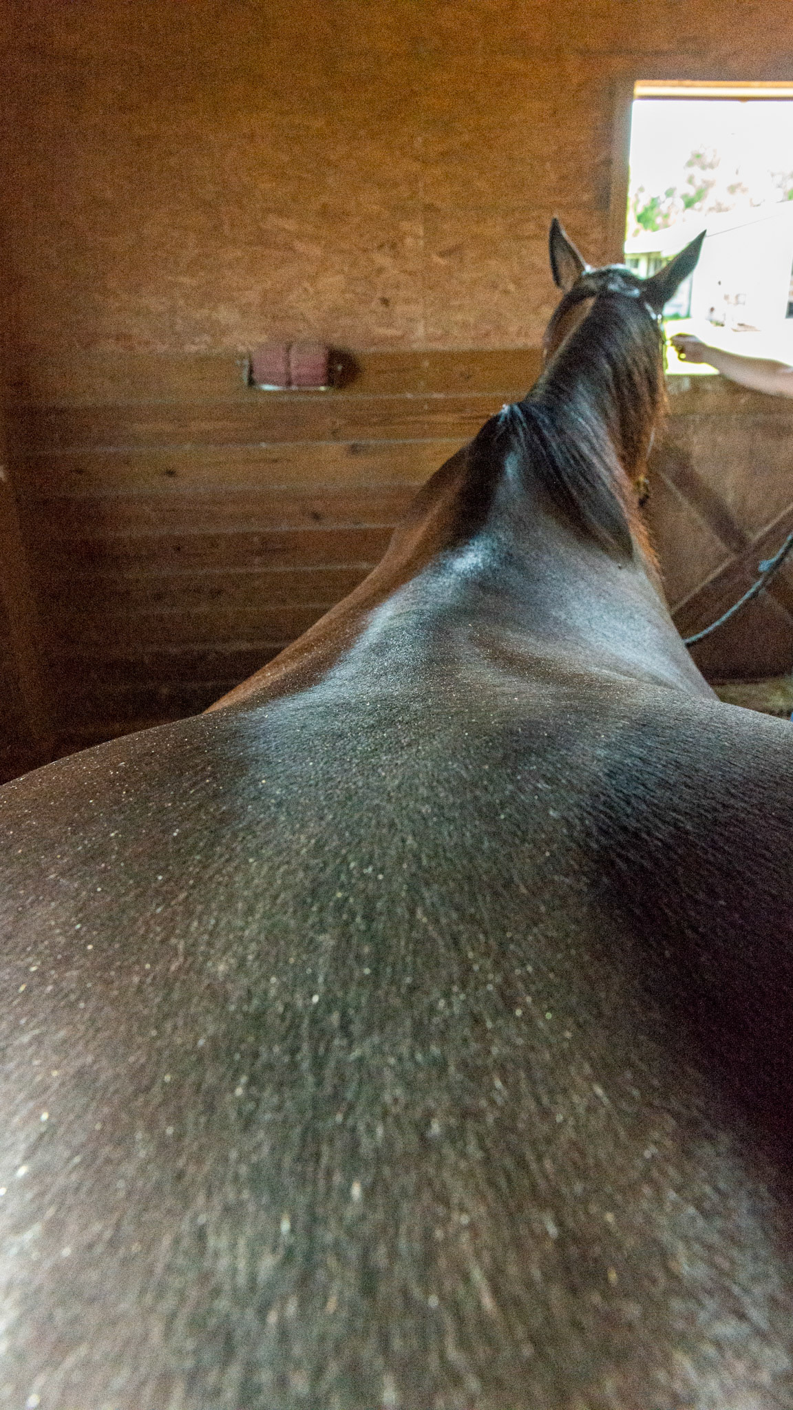 Top Line Score C = loss of musculature along the spine from the withers to before the rump (croup).  BCS 5 - Moderate ~ The spine and ribs cannot be seen but can easily be felt with a light touch.  The withers, shoulders, and neck are smooth and rounded.  Fat can be felt at the tail head.