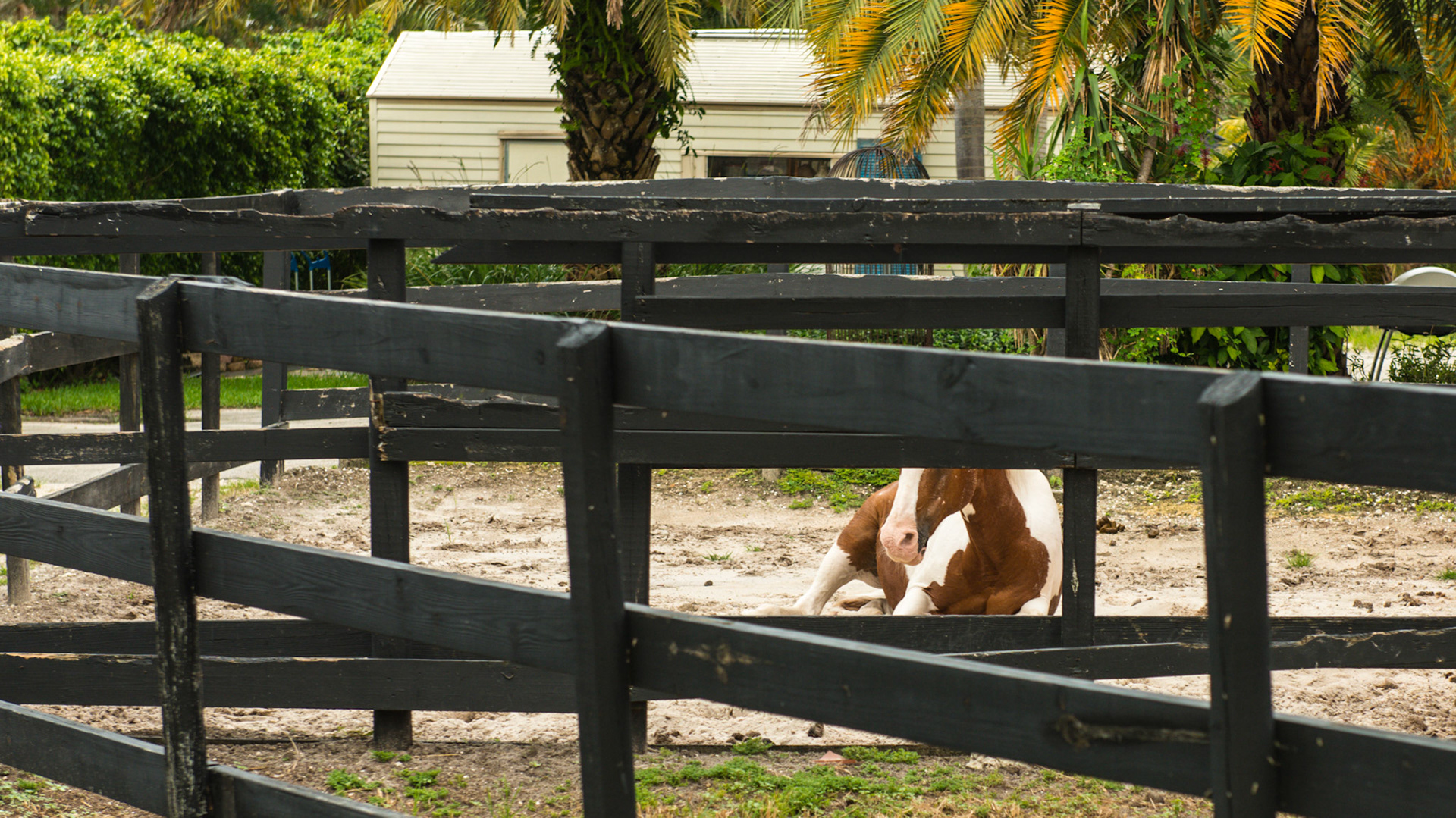 This horse has a mild colic - laying down and gently rolling which is not normal for this horse.