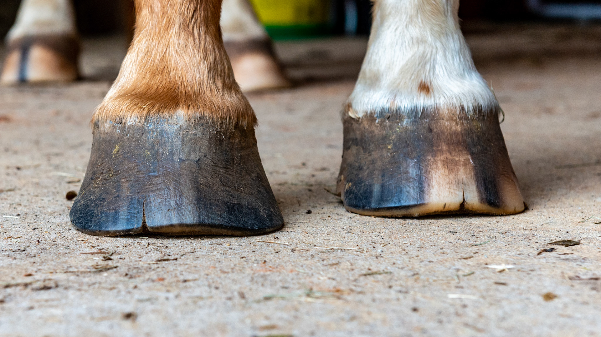 Horse A - 6 months after changing farrier who is distributing the weight away from the toes.  I don’t see how this trim will help in eliminating the cracks.