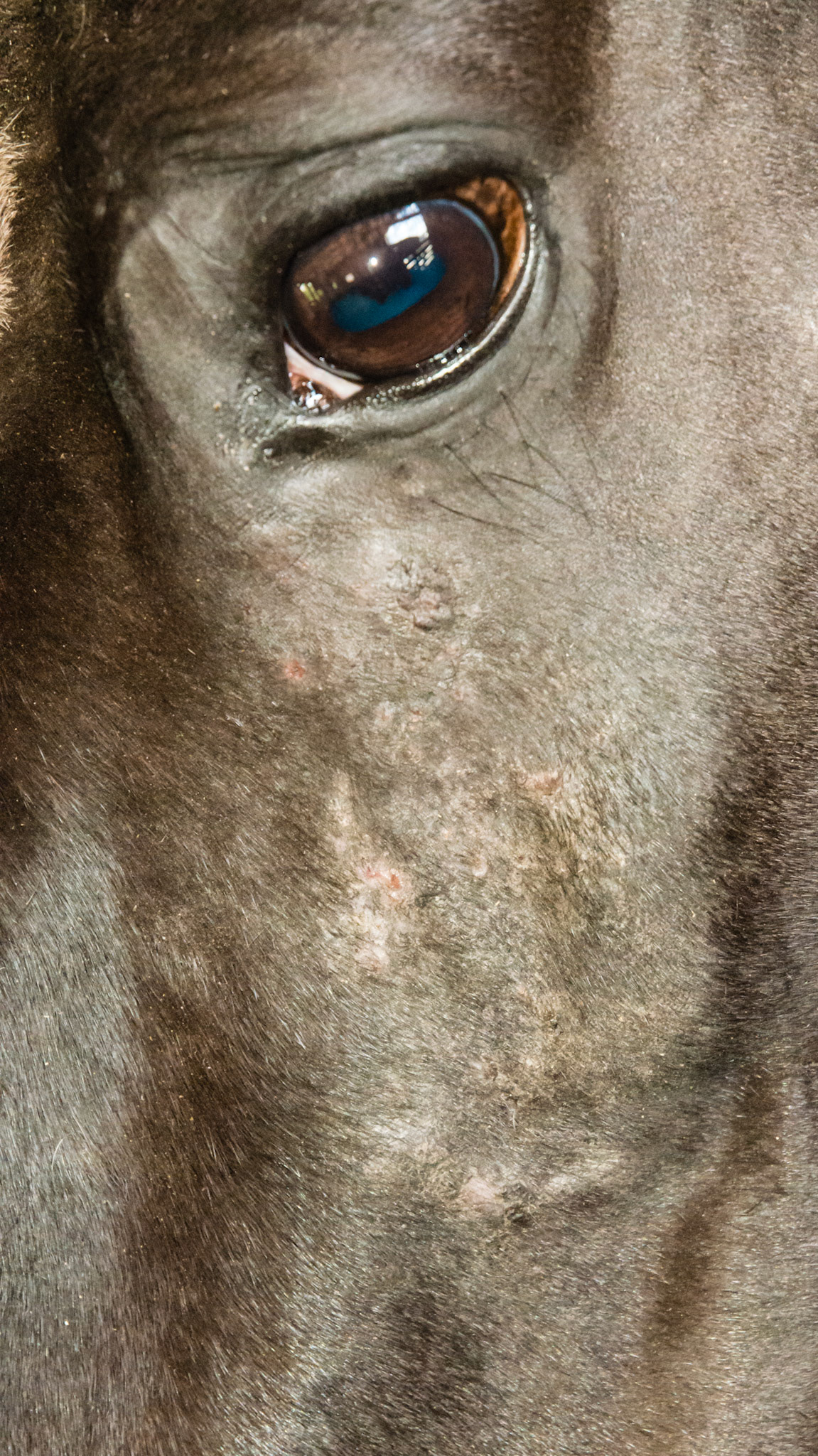 Horse A - culicoides (biting midges) sensitivity on the face.