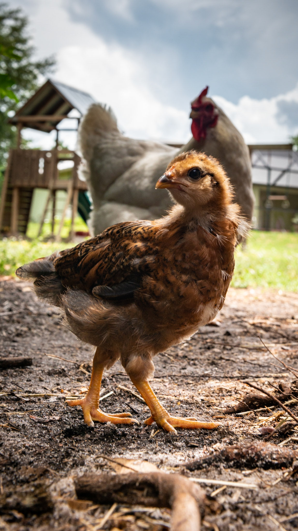 Morgan's chicken ranch