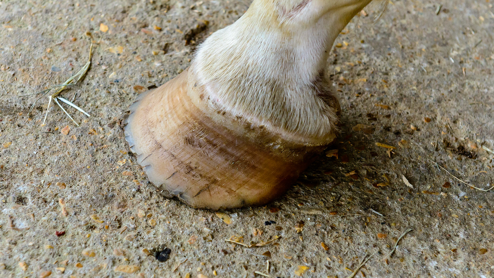 Poor hoof condition includes deformed hoof walls, splayed sides, cracked walls, cracked surfaces and edges, multiple rings and shifted lamellae and tubules. To me the cause comes from a chronic protein deficiency because the hoof is all protein (keratin) with 24% consisting of the one amino acid cystine with its unique disulfide bonds.  These bonds give strength to the hoof eliminating these signs of deficiency once added to the diet for a year. See the associated blogs.